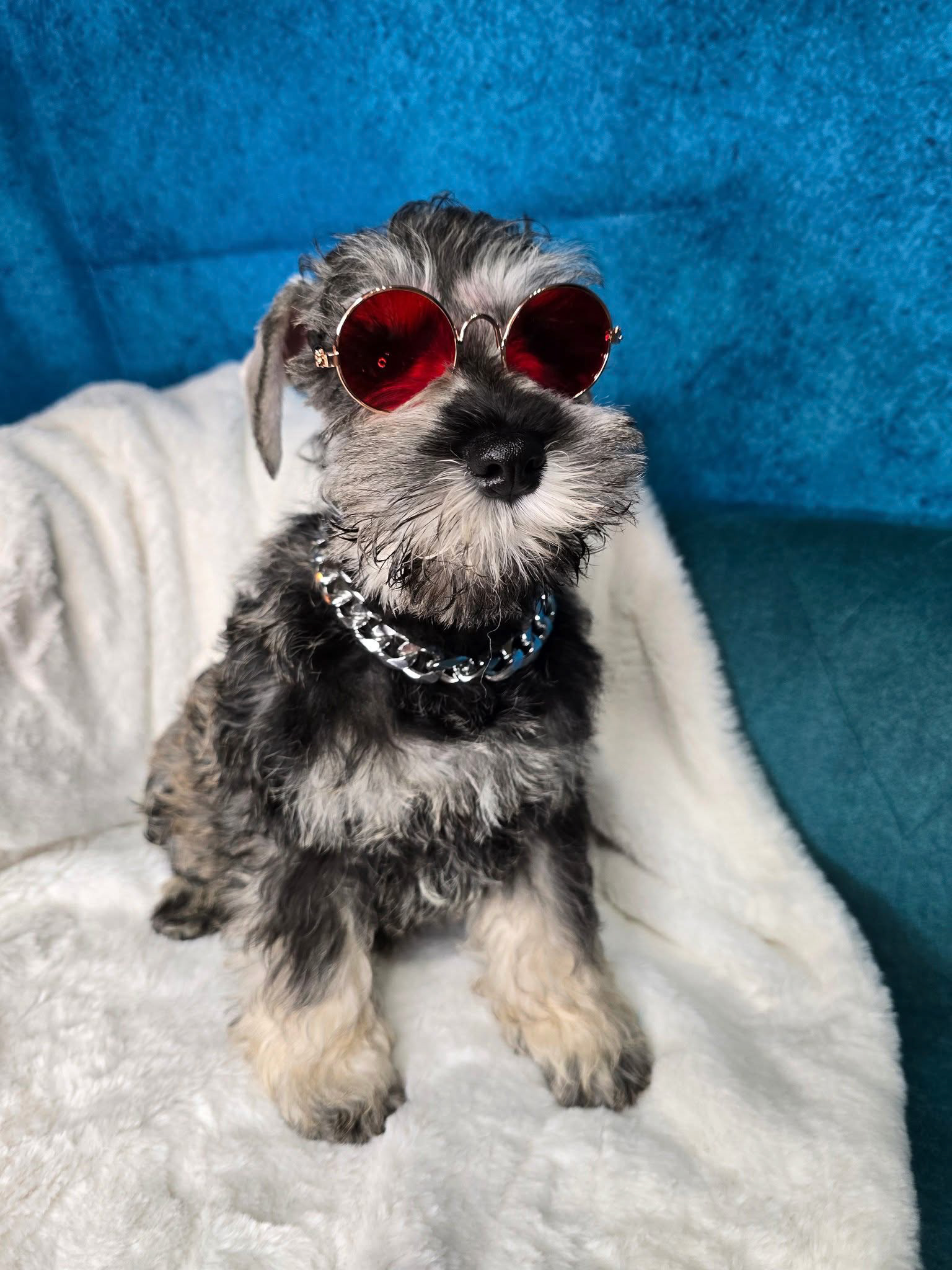 Puppies 2024