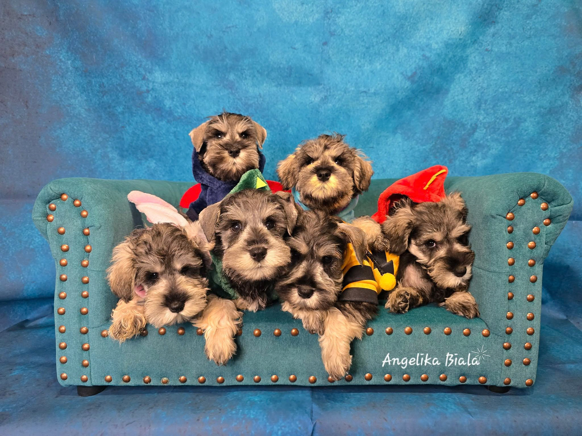 Puppies 2024