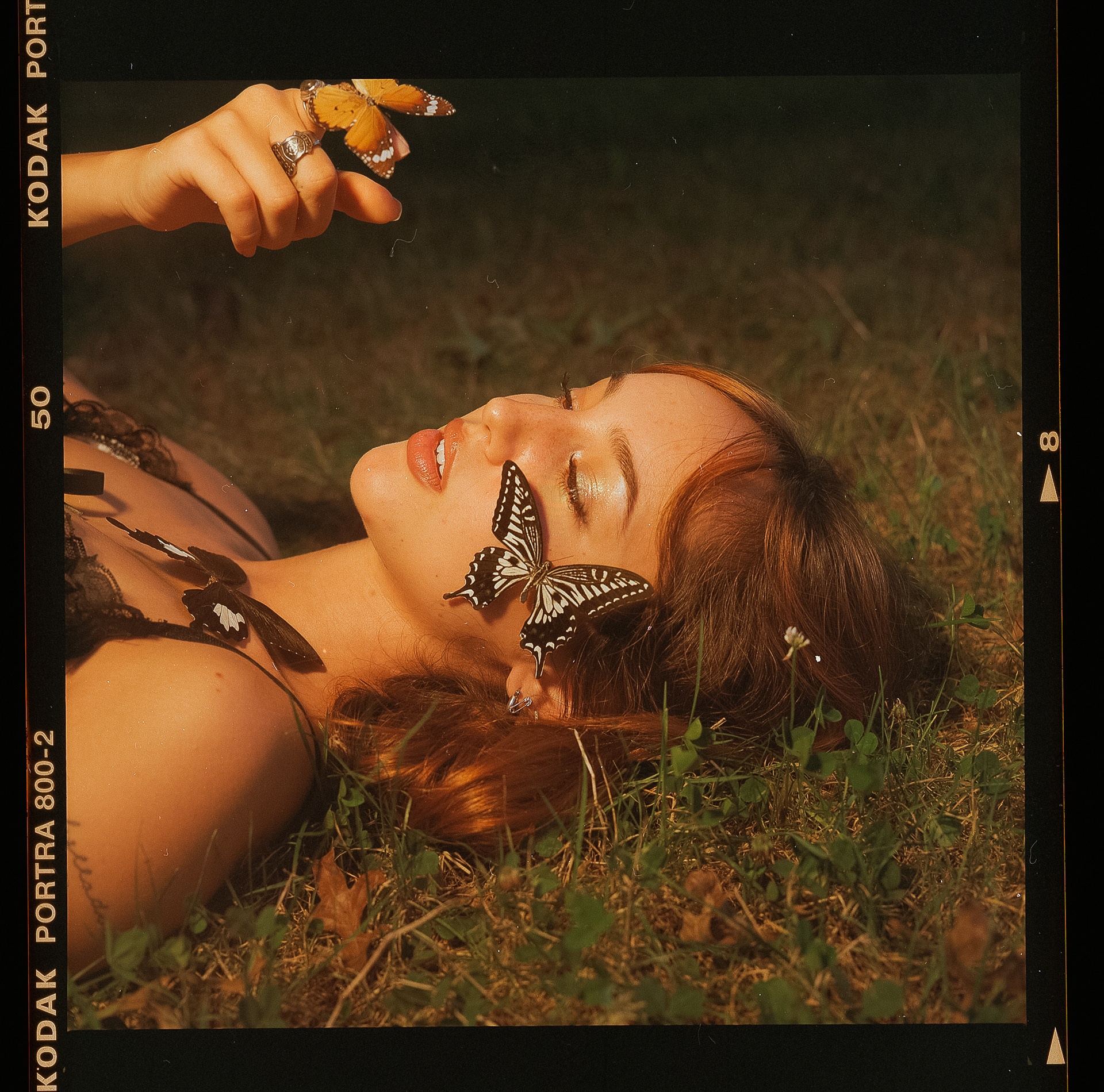 Cola butterflies 2024