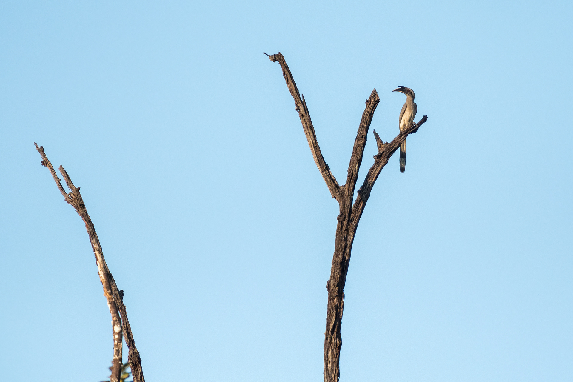 Grey Hornbill