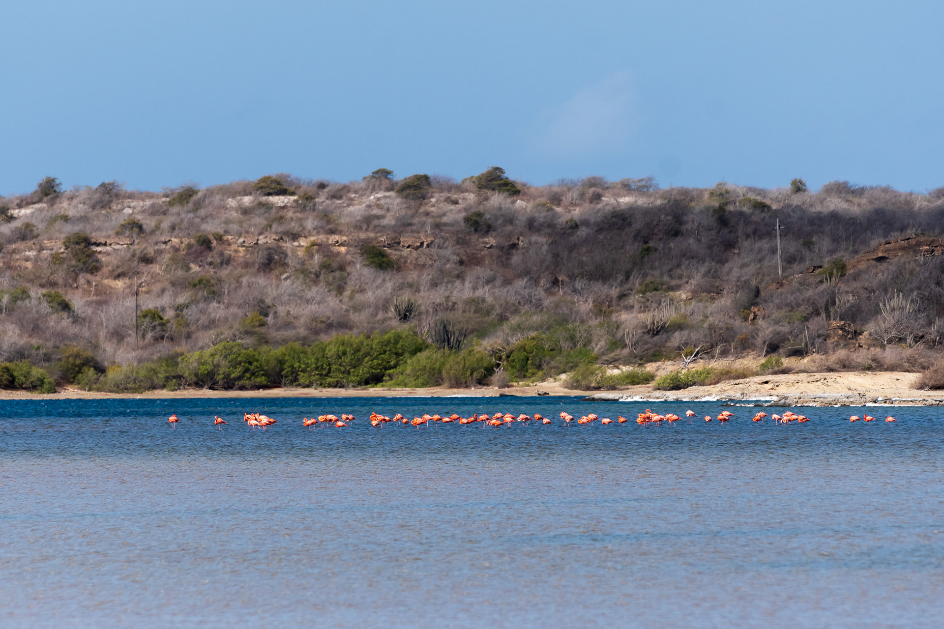American Flamingos at the Jan Thiel salt pans