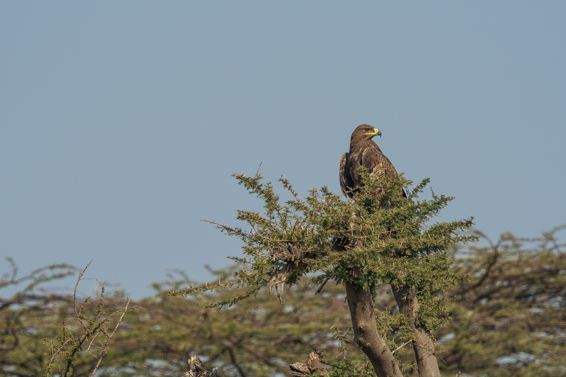 Steppe Eagle