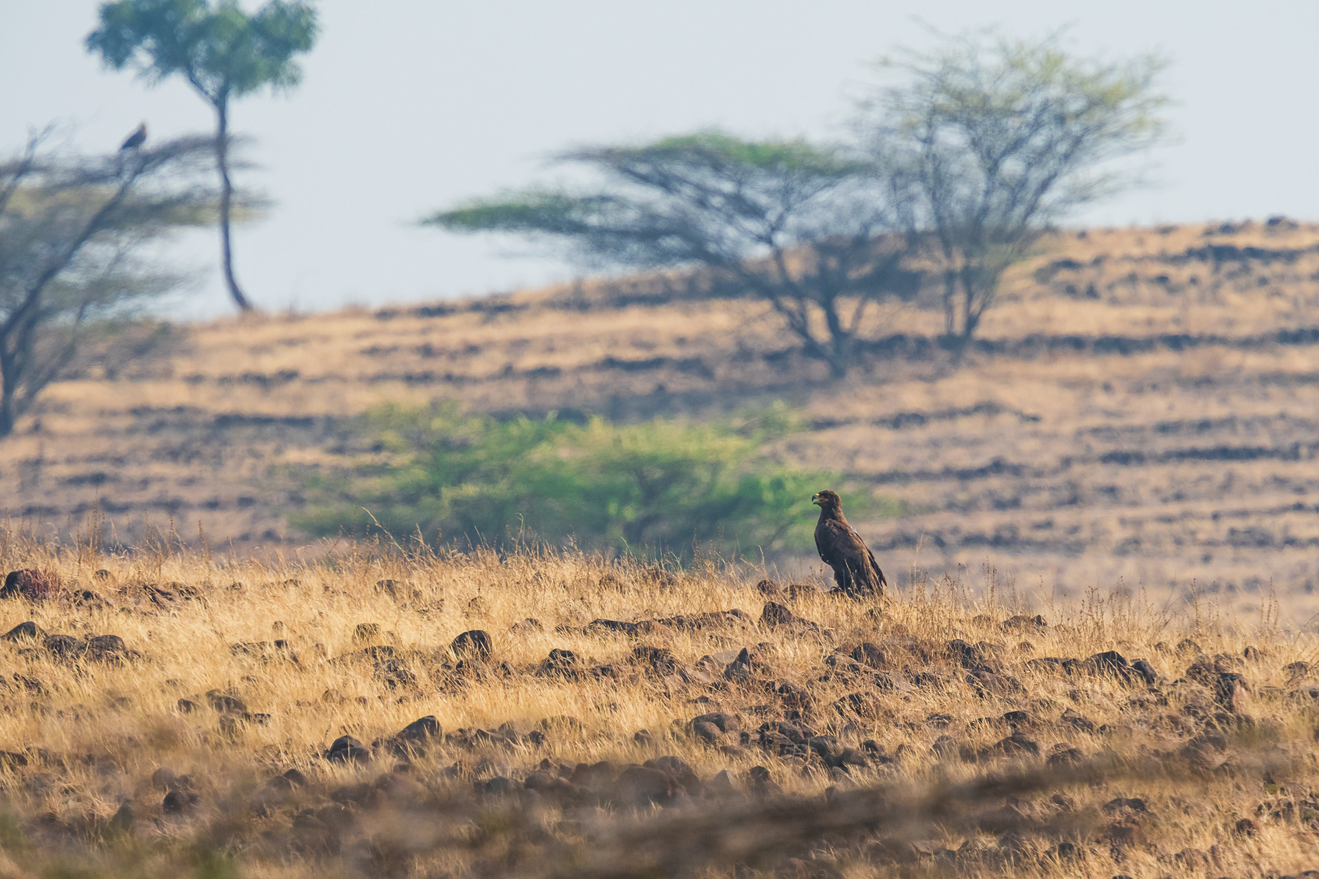 Steppe Eagle