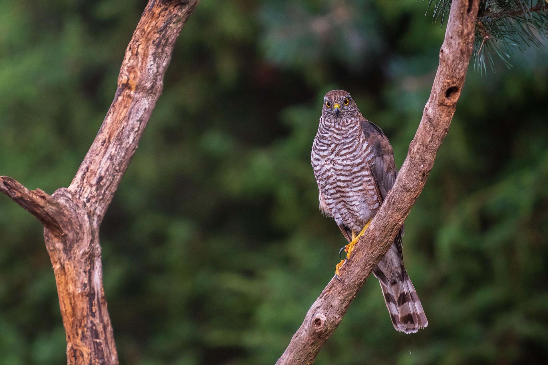Northern Goshawk