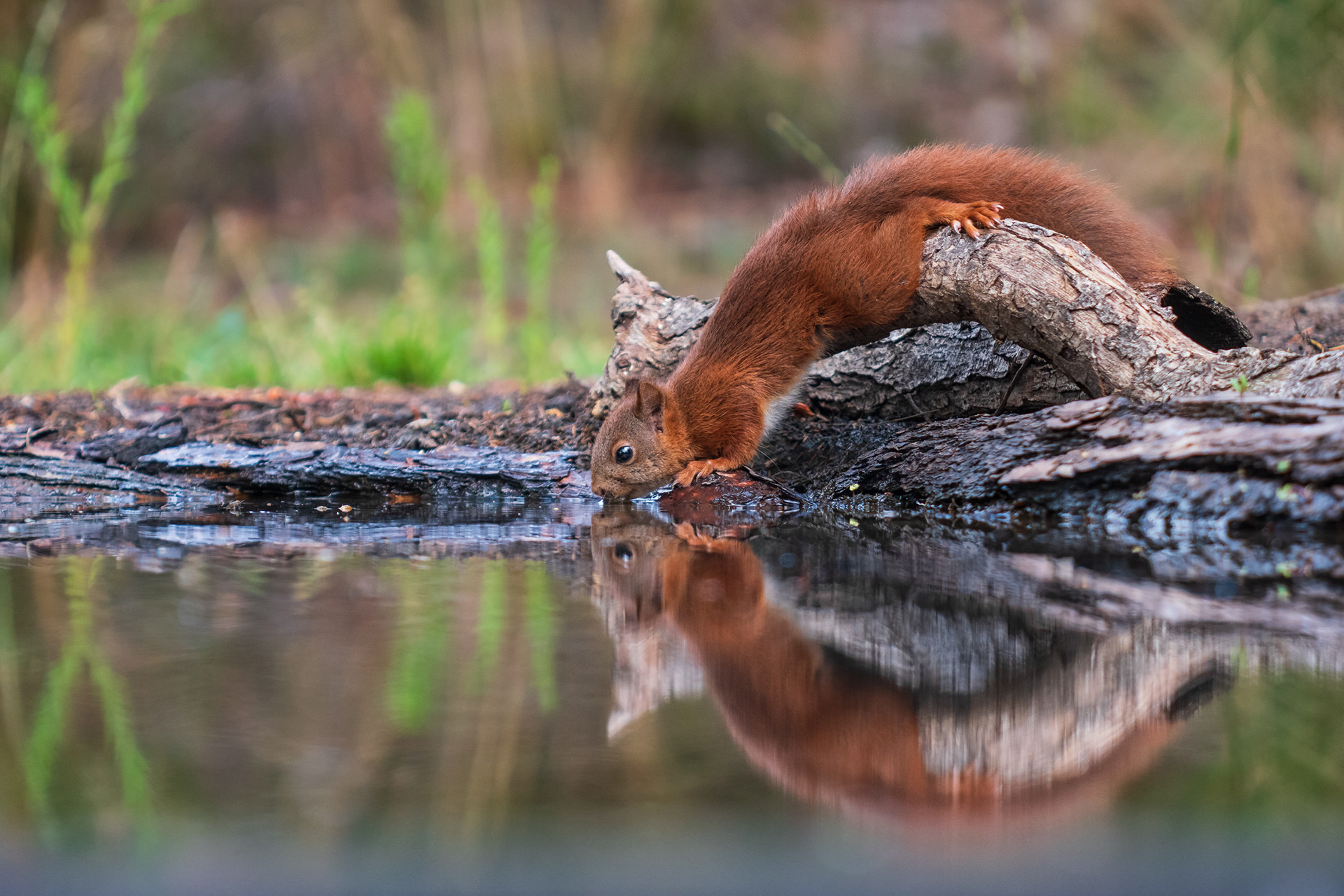Red Squirrel