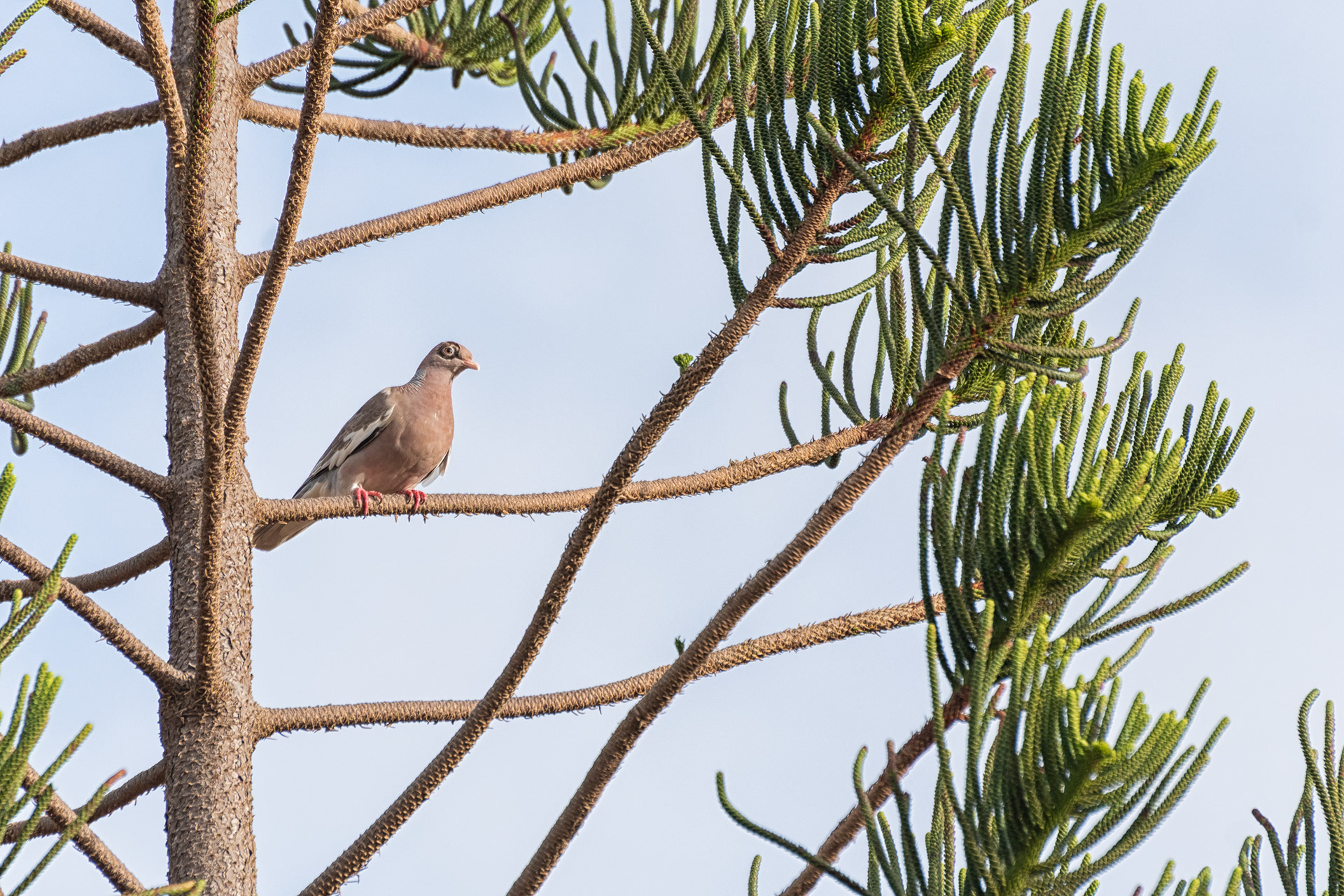 Bare-eyed Pigeon