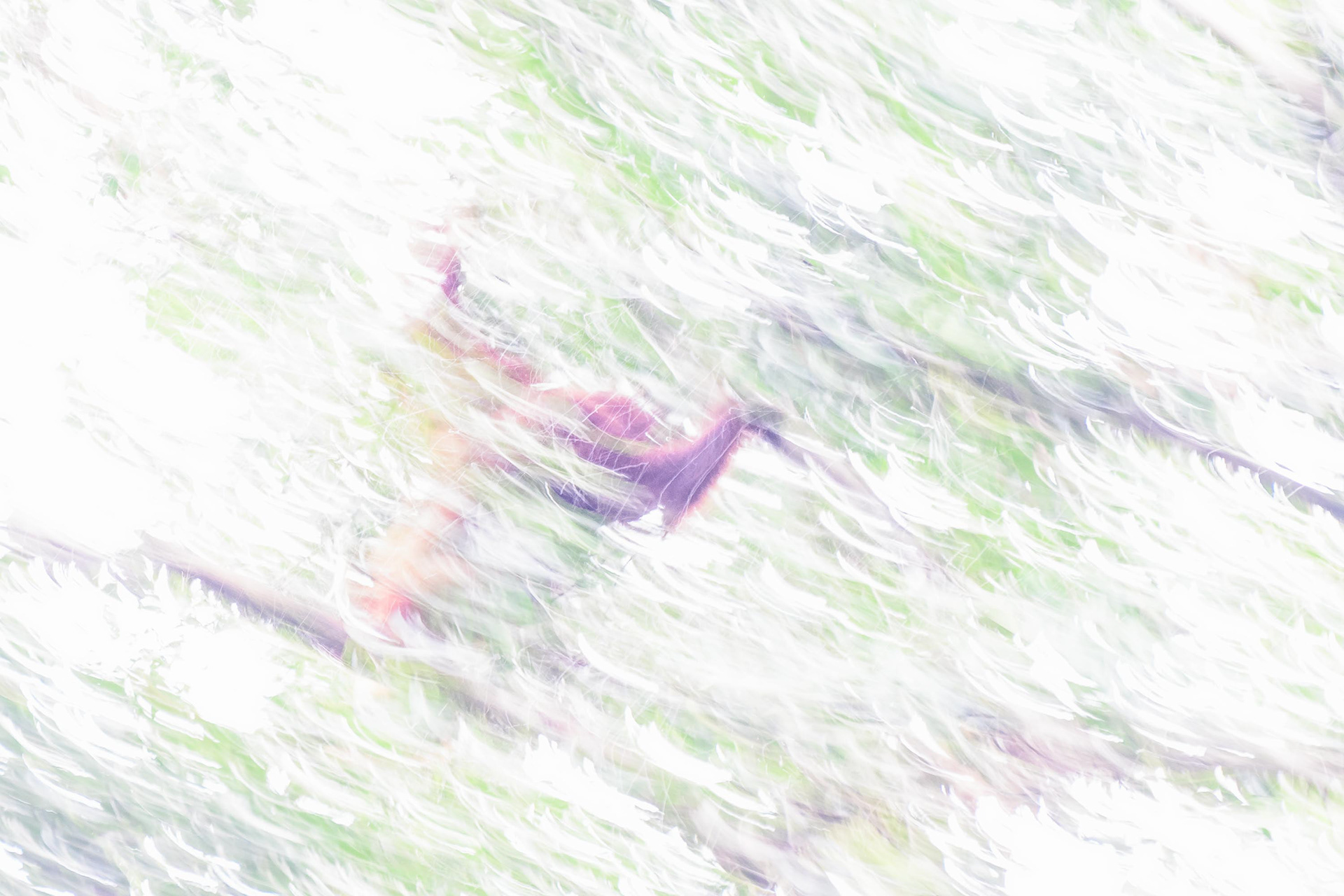 I screwed up my photo of the Orangutan as I still had my camera in manual mode. Whoops!