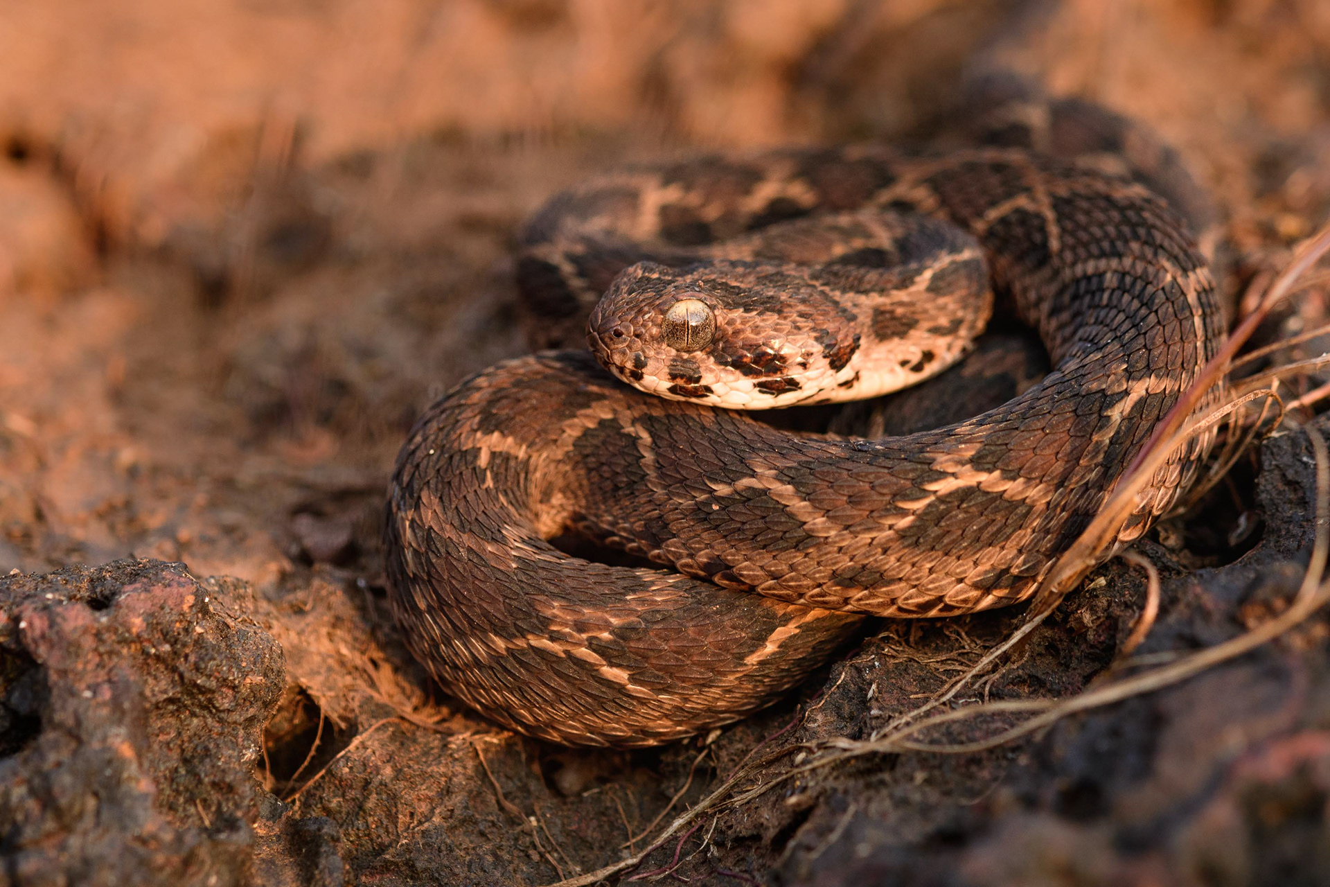 Saw Scaled Viper