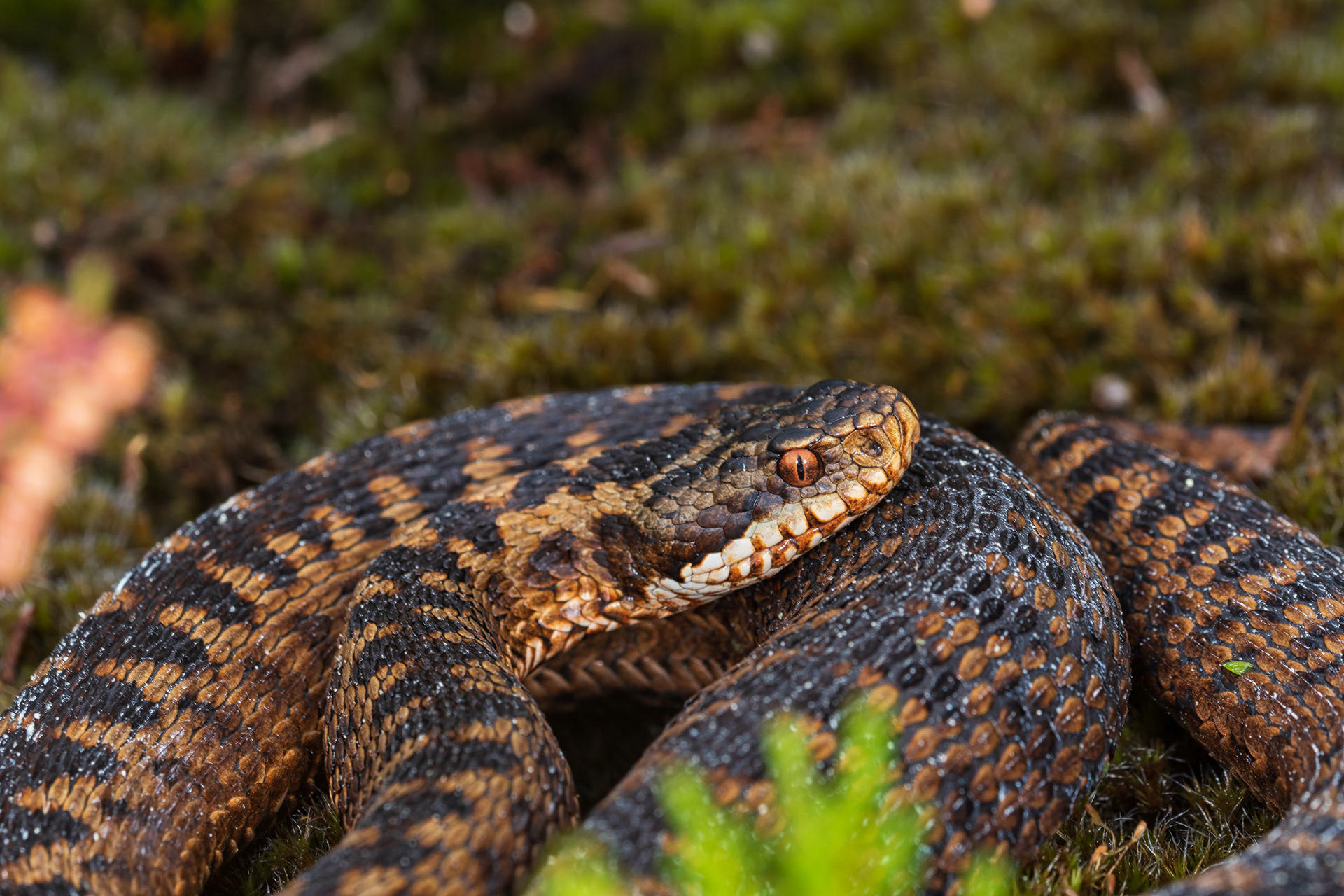 Adult femalte viper