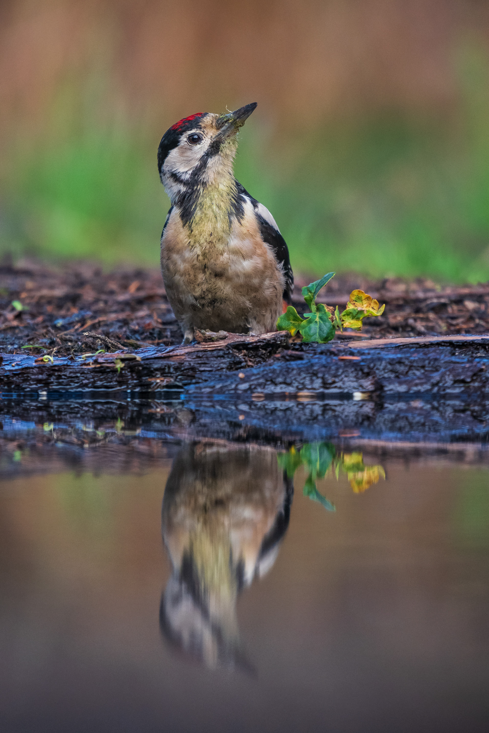 Great-Spotted Woodpecker