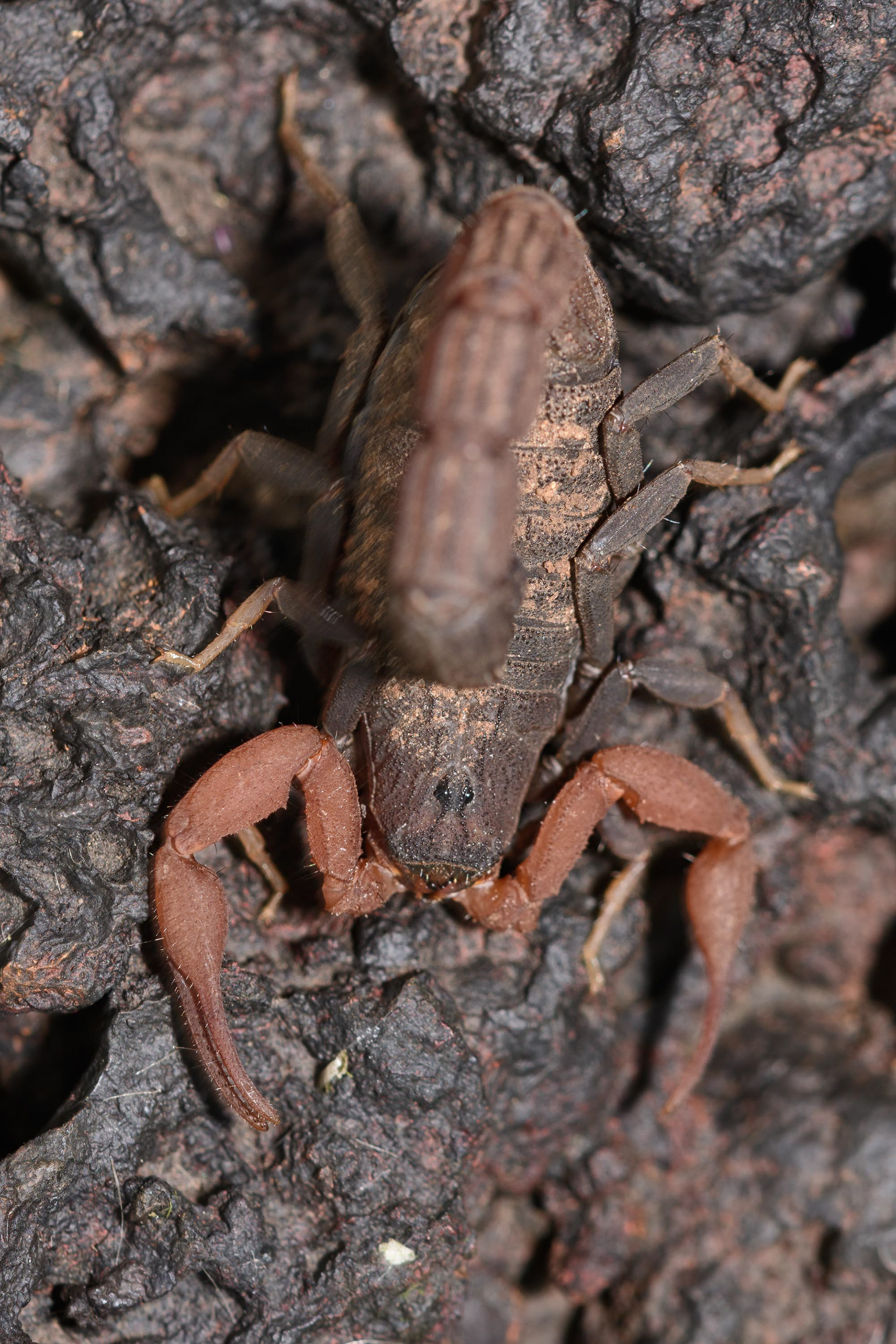 Scorpion