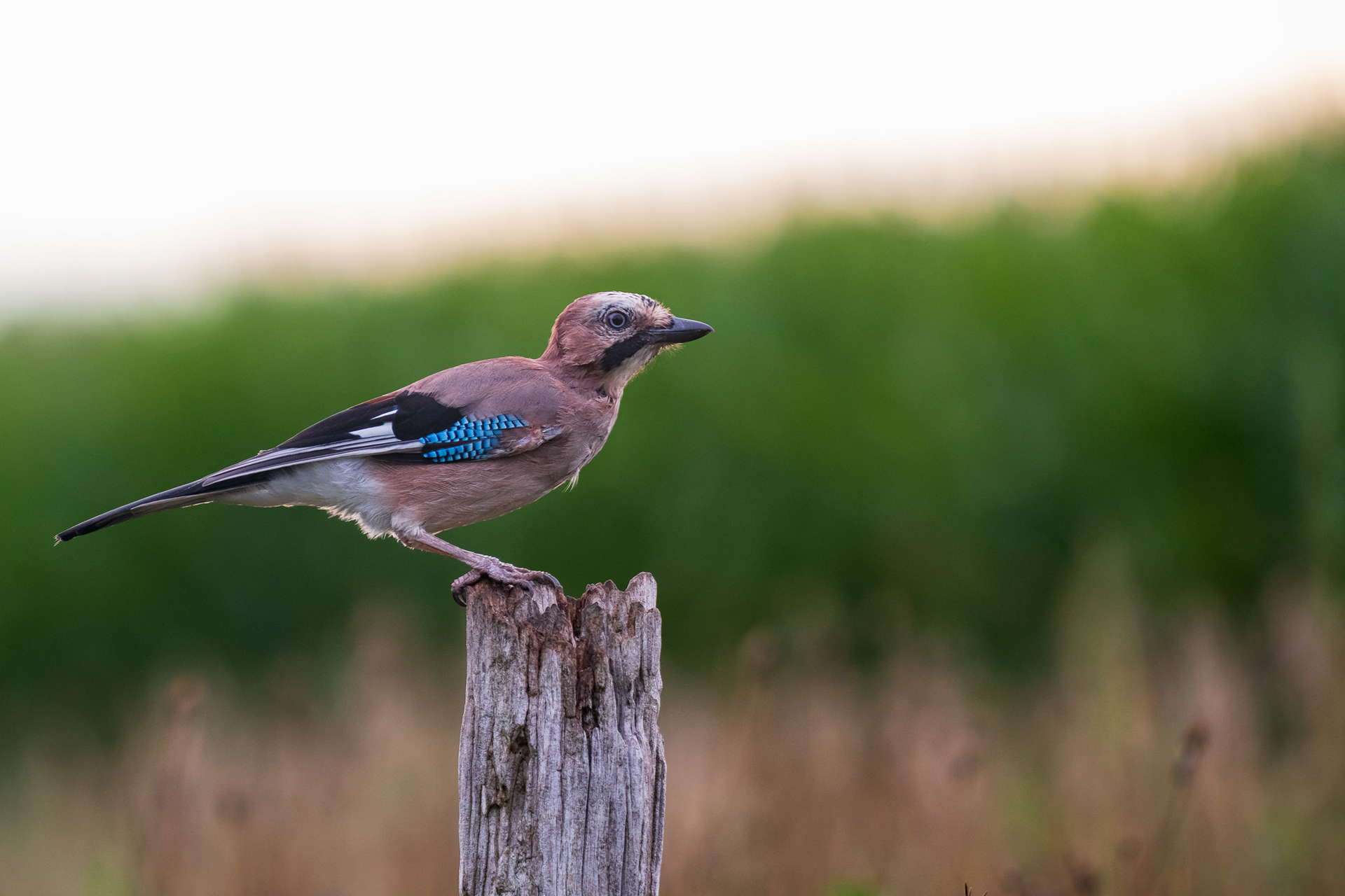 Eurasian Jay
