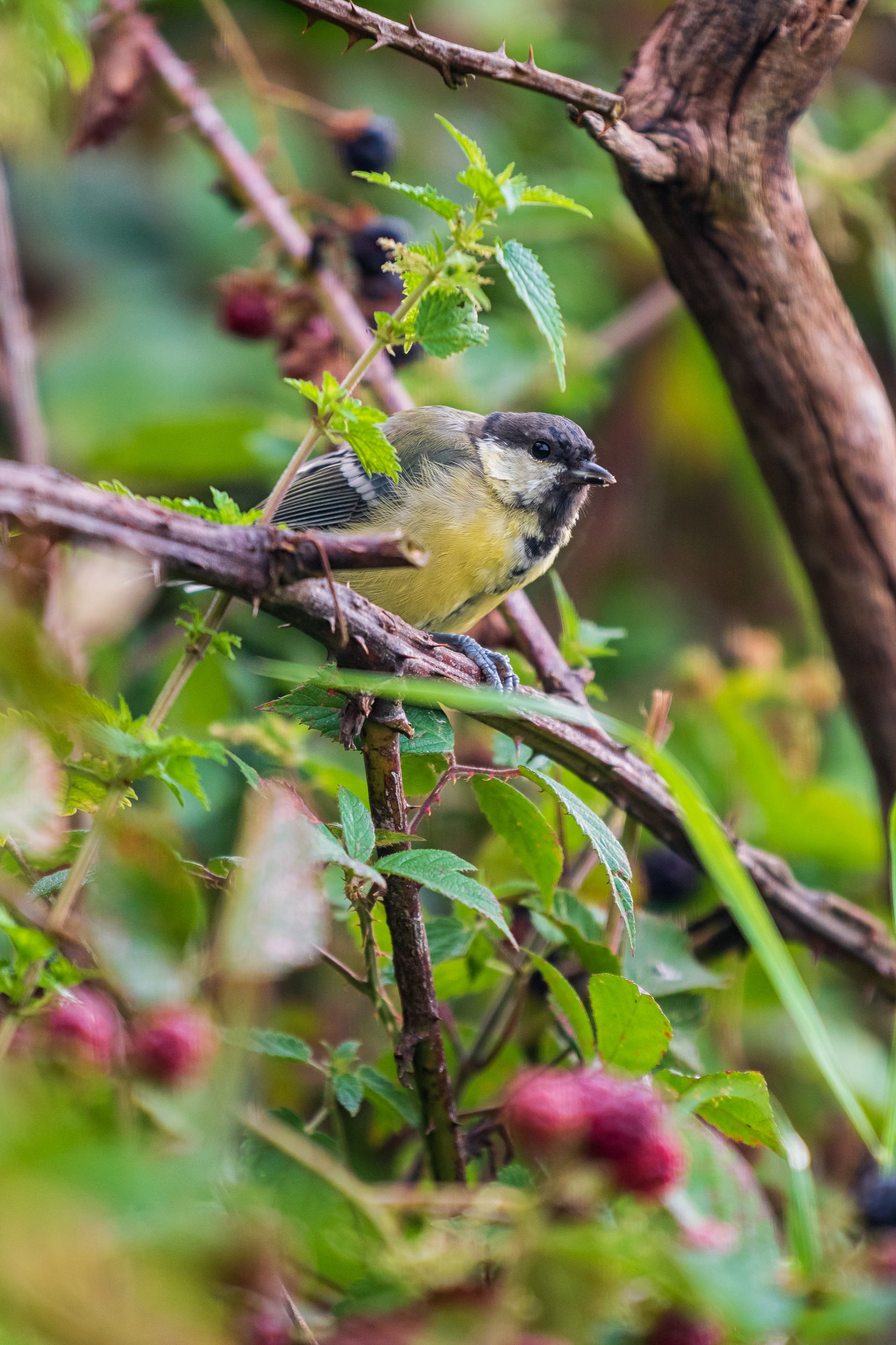 Great Tit
