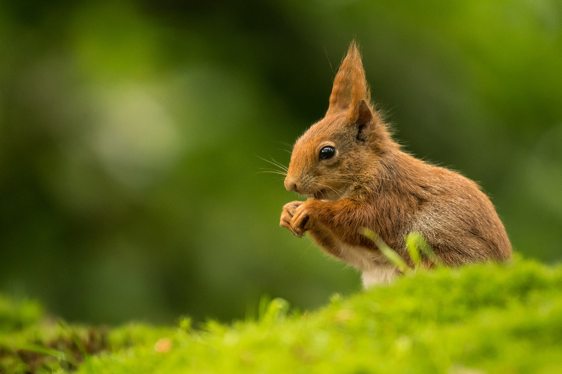 Red Squirrel