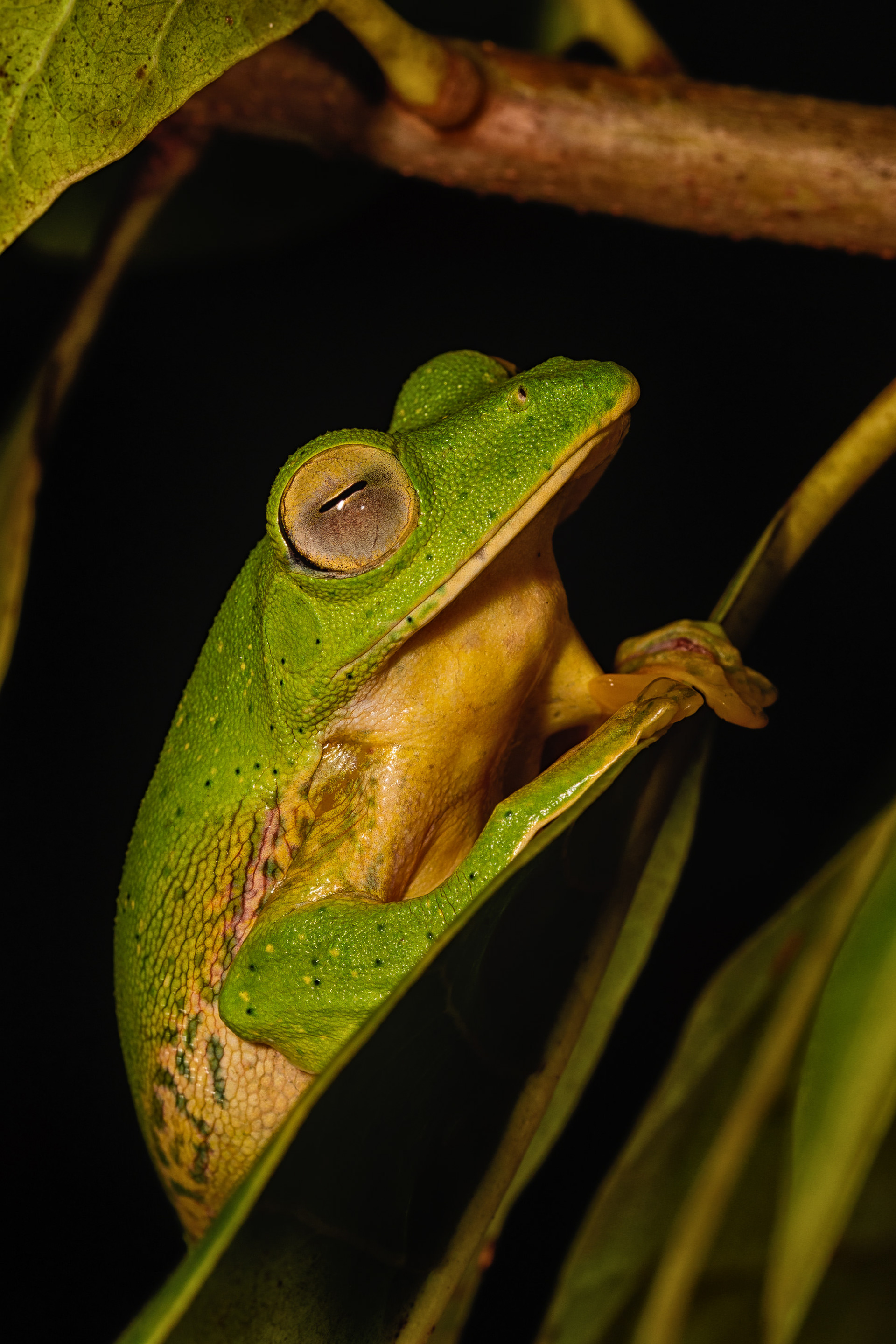Malabar Gliding Frog