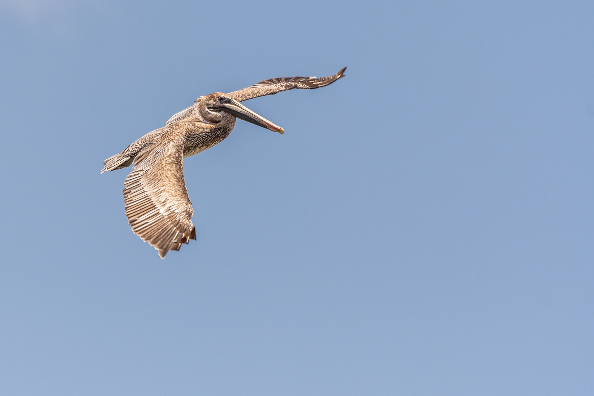 Brown Pelican