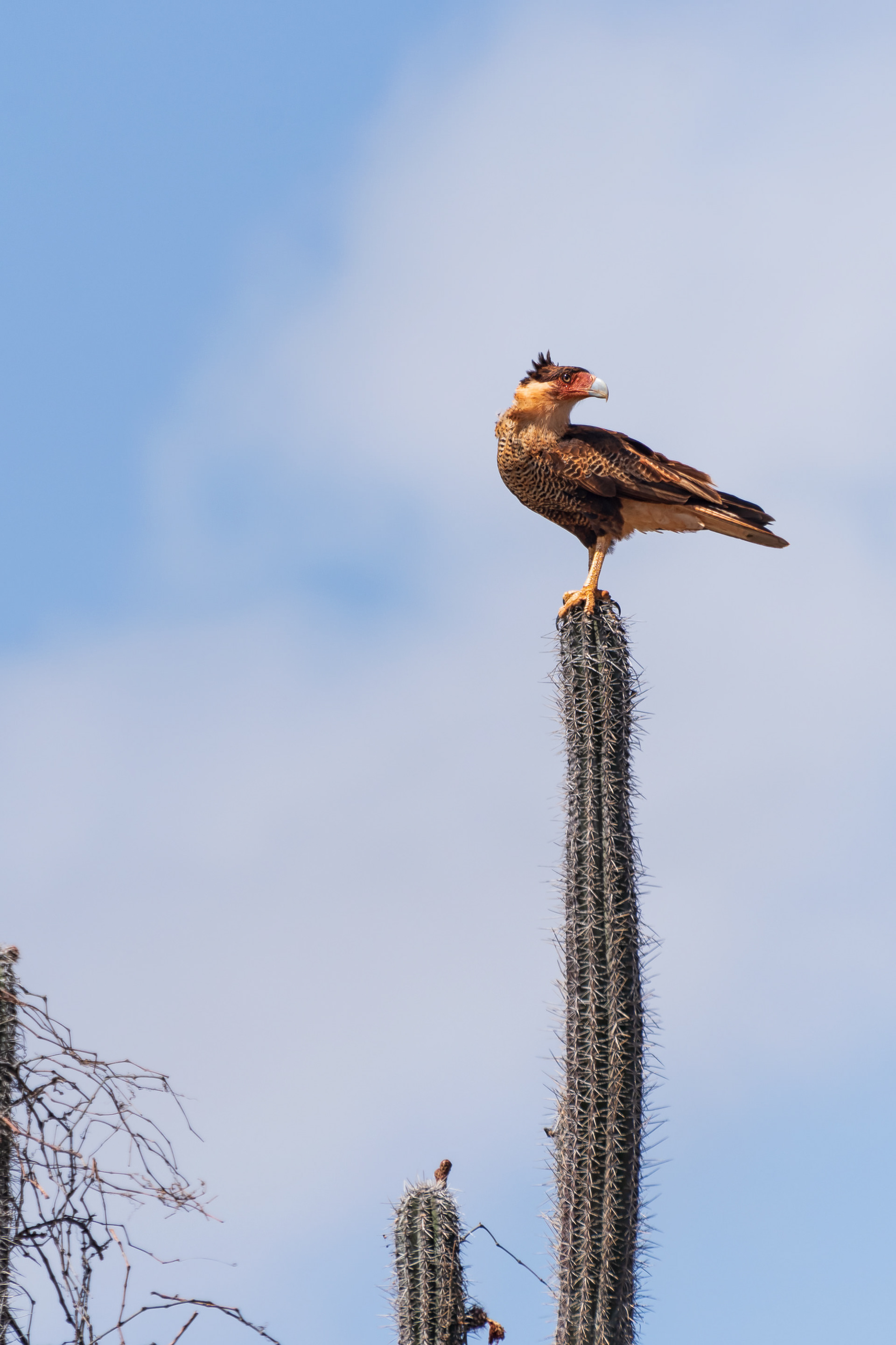 Northern Crested Caracara
