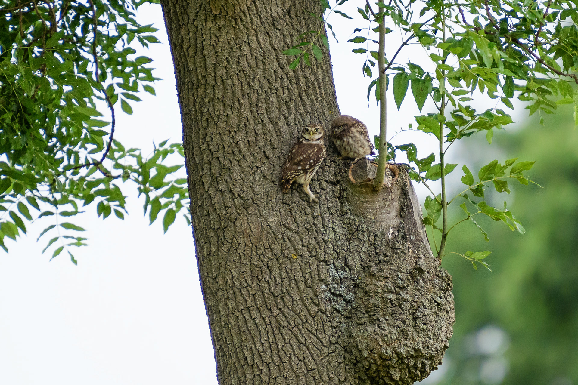 Adult and Juvenile Little Owls
