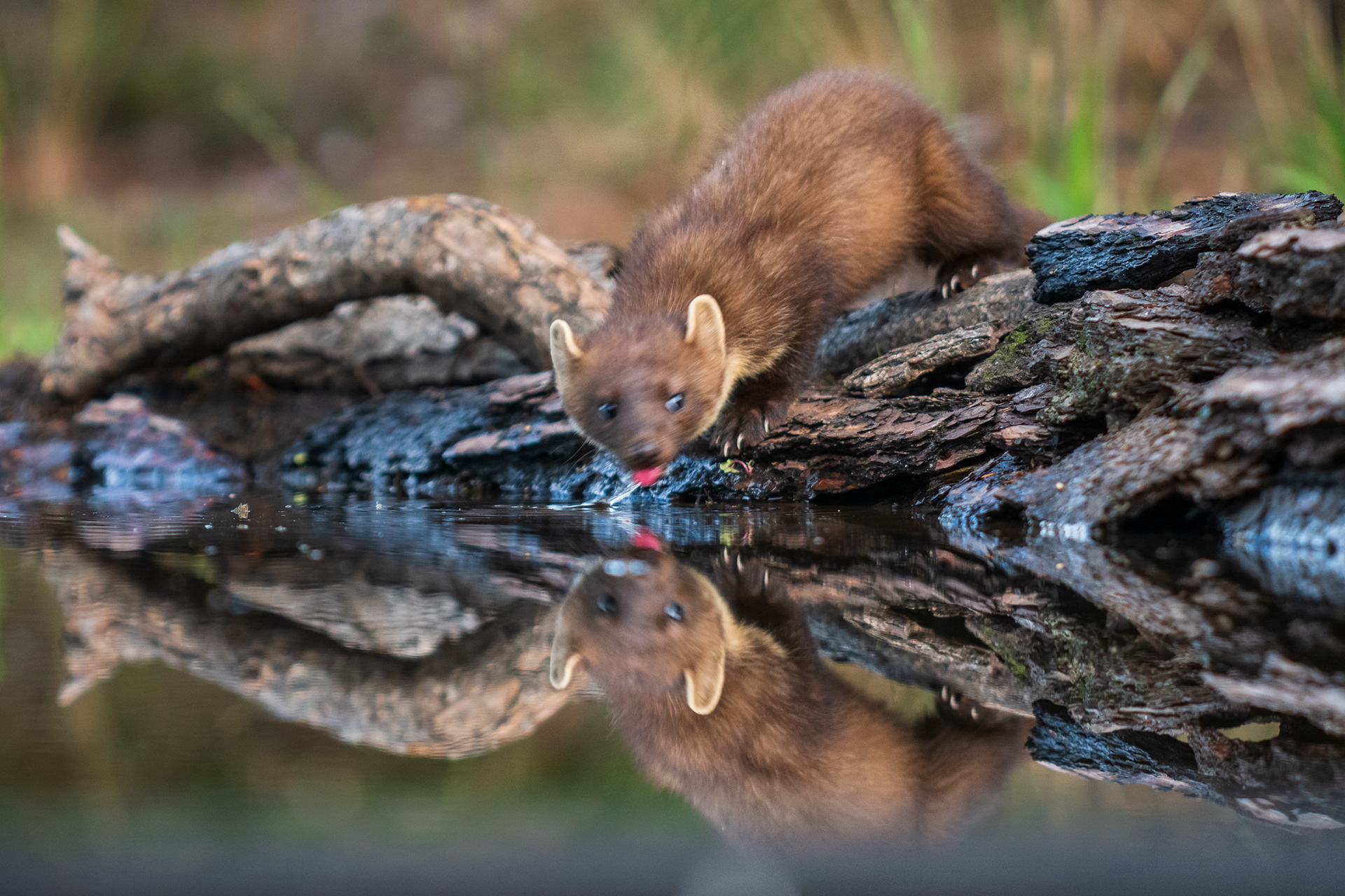 Unfortunately this pine marten got spooked just as I was about to click. Still a fantastic sighting to get in a hide!