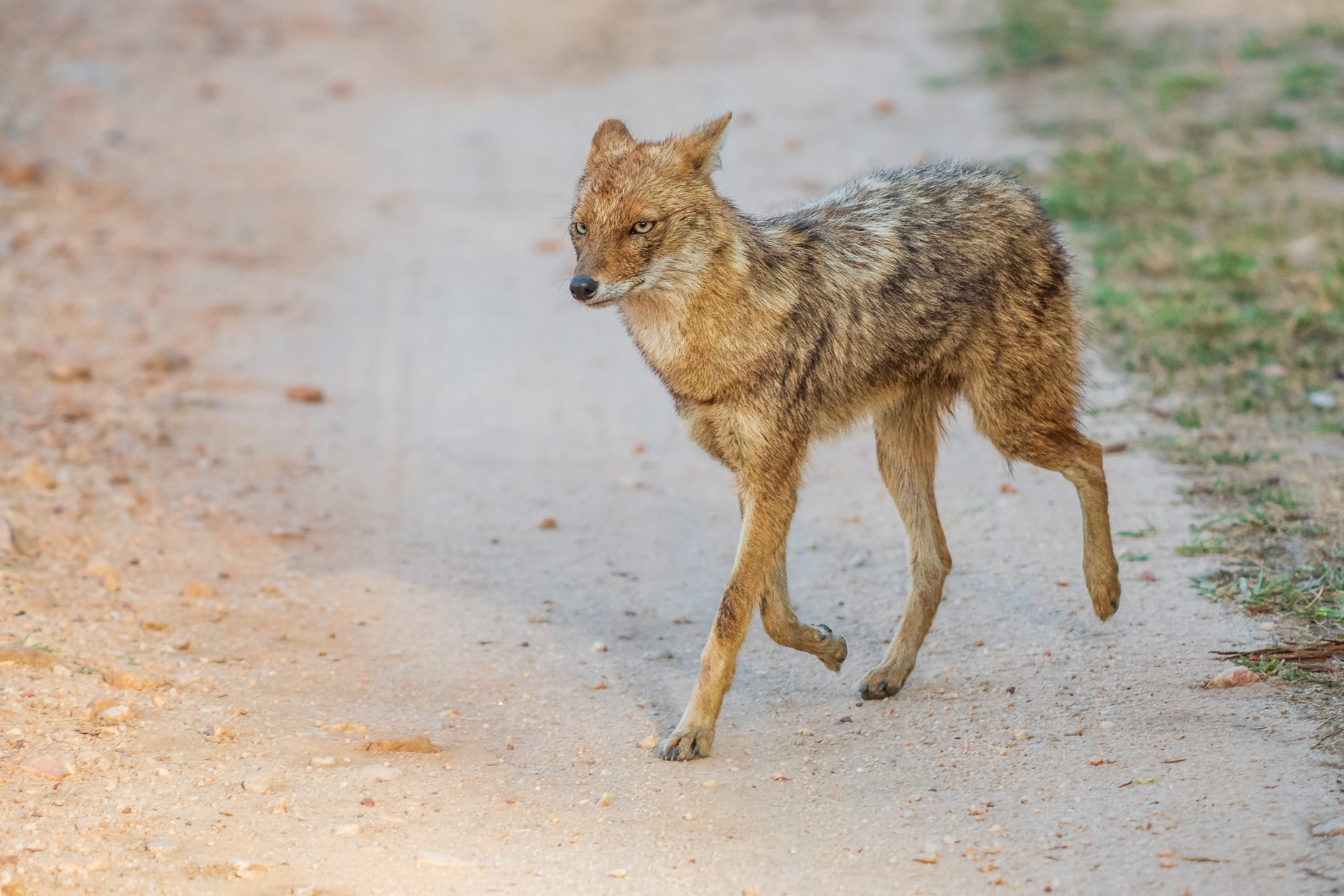 Golden Jackal