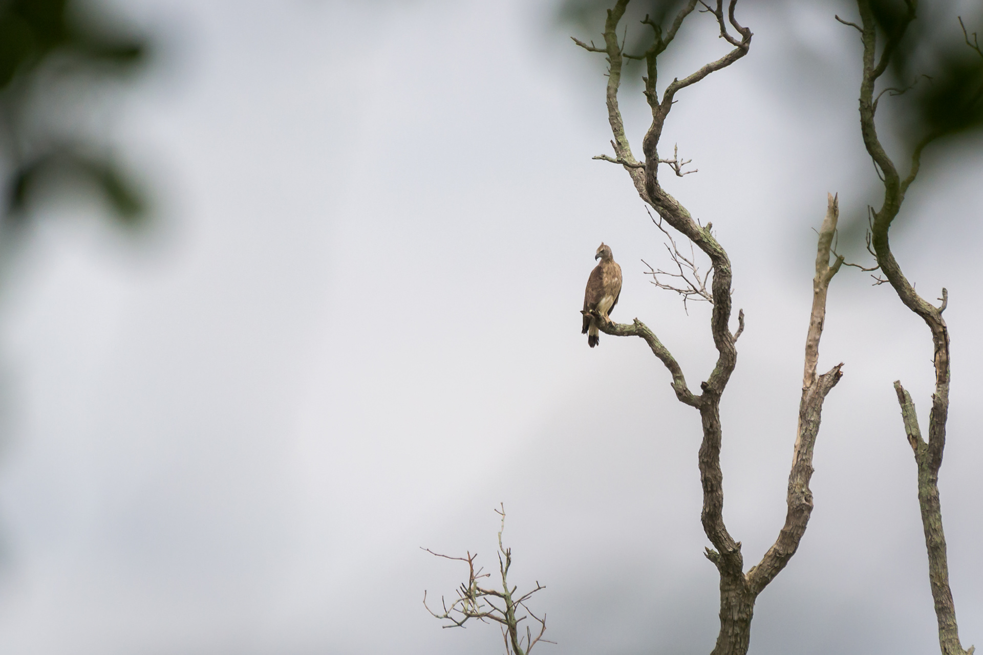 Grey-headed Fish Eagle