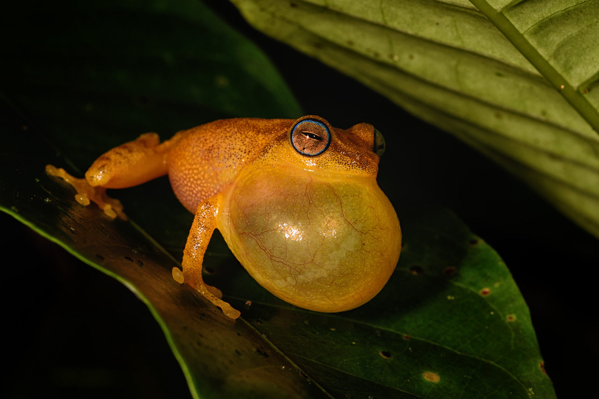 Blue-eyed Bush Frog