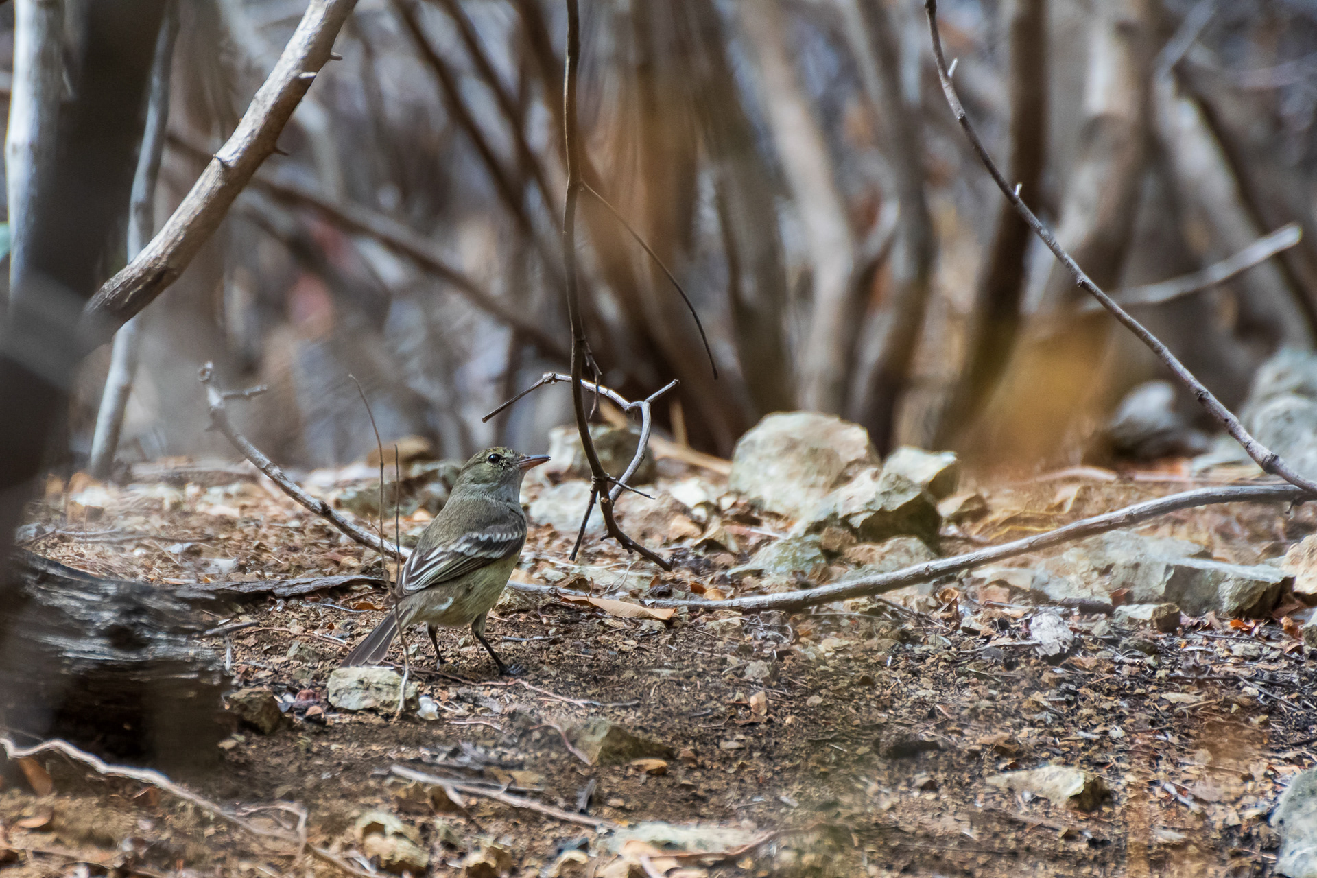 Northern Scrub Flycatcher