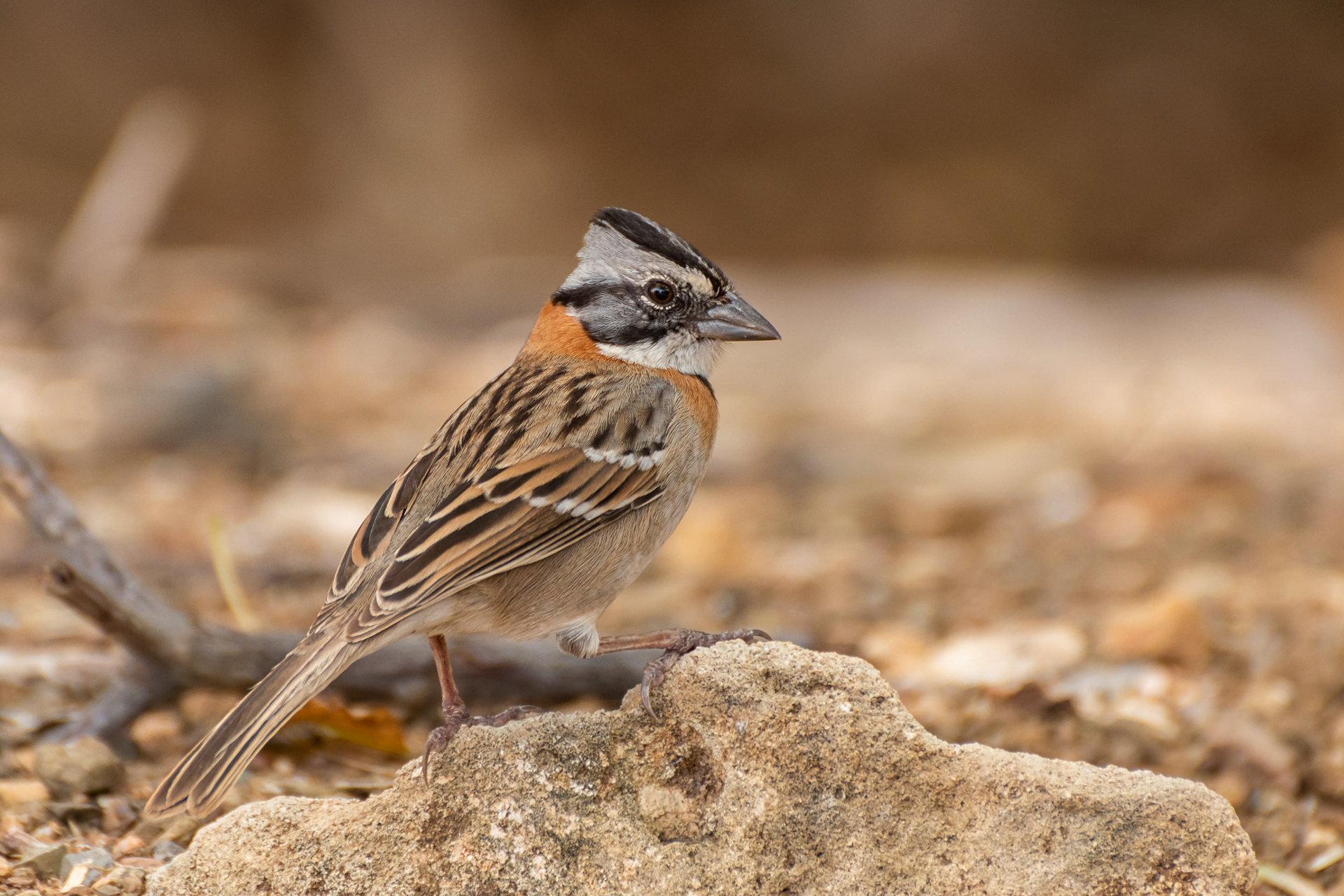 Rufous-Collared Sparrow