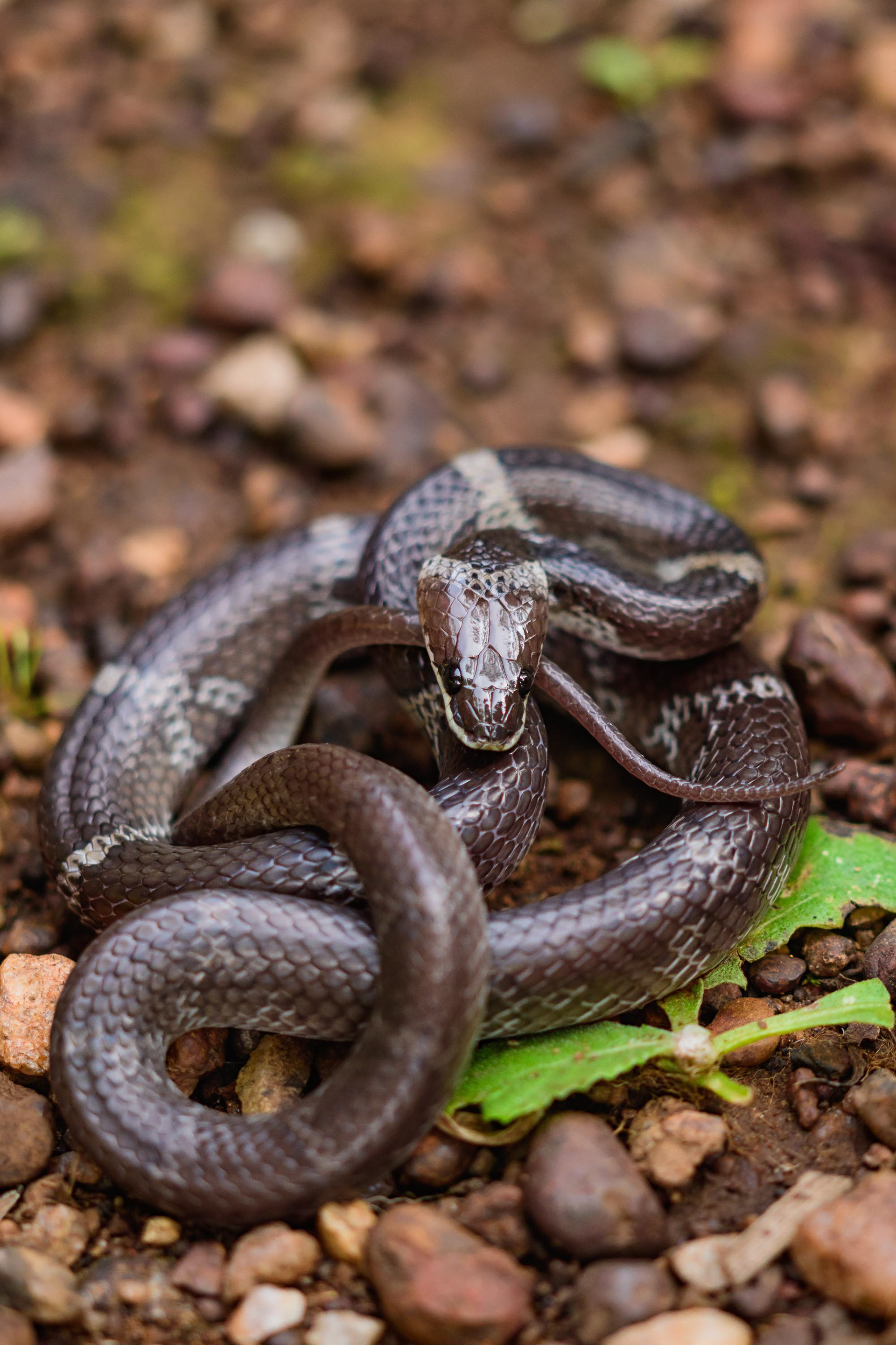 Common Wolf Snake