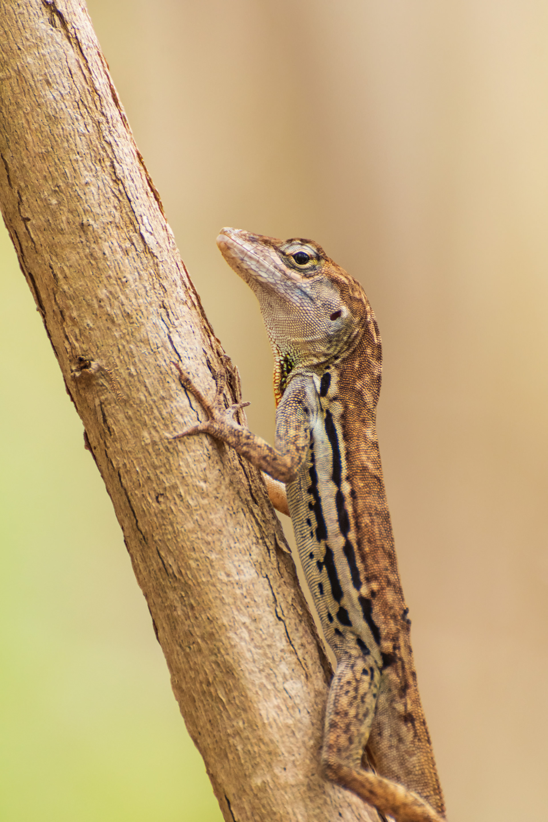Anole