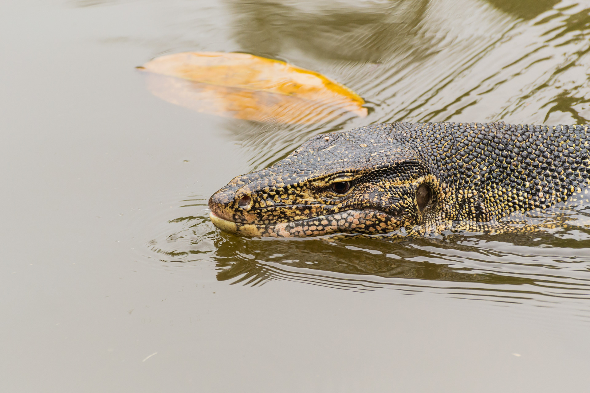 Water Monitor Lizard