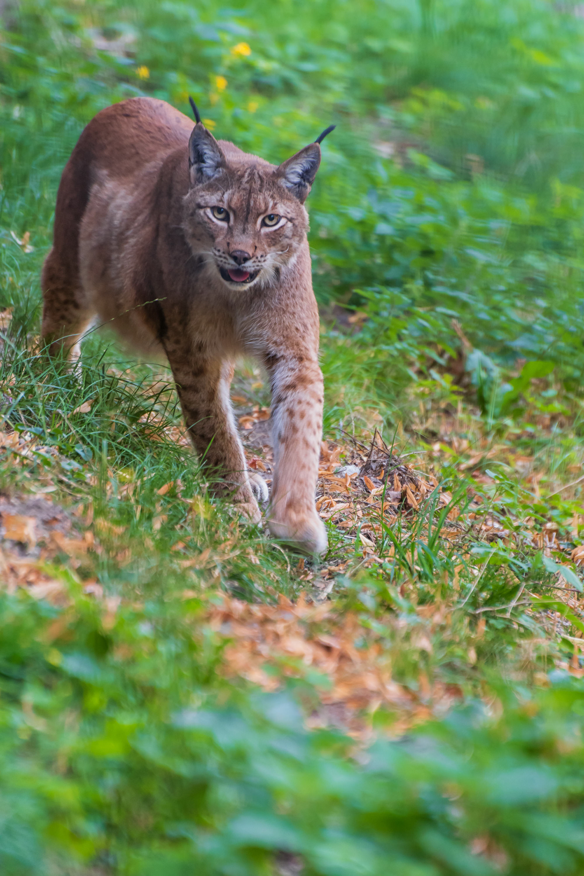 Lynx at the wildlife park