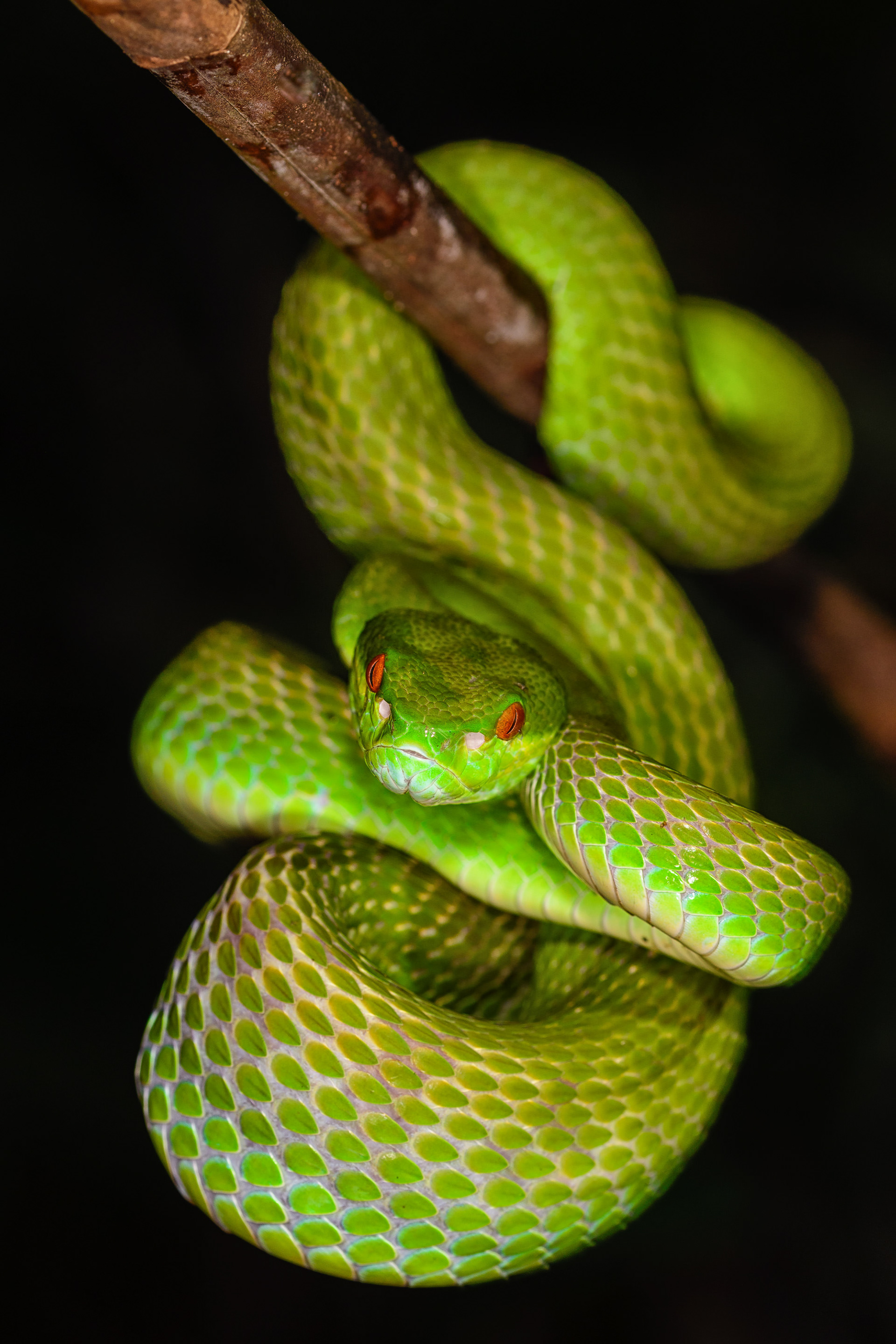 Lesser Sunda Pit Viper