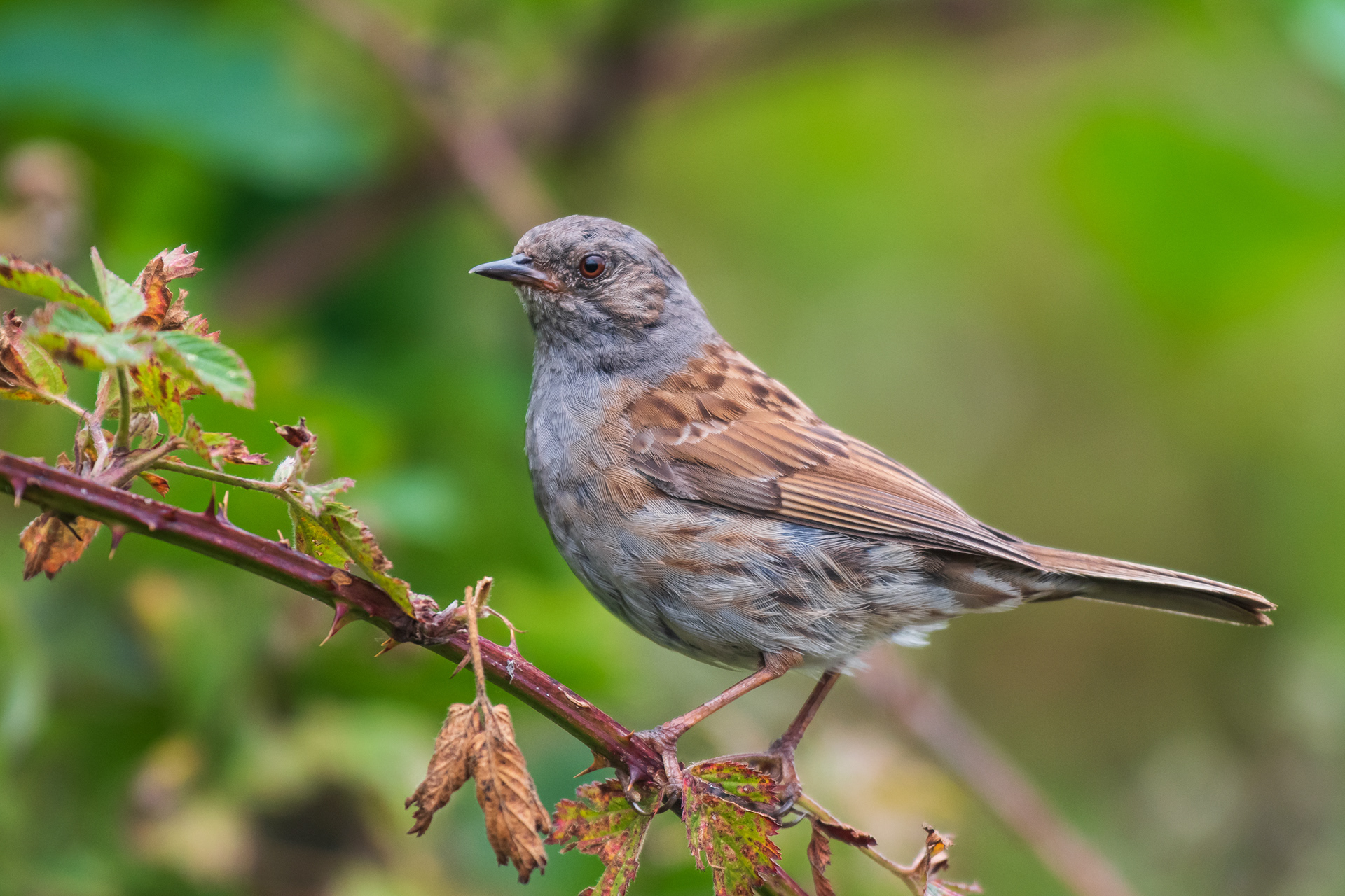 Dunnock