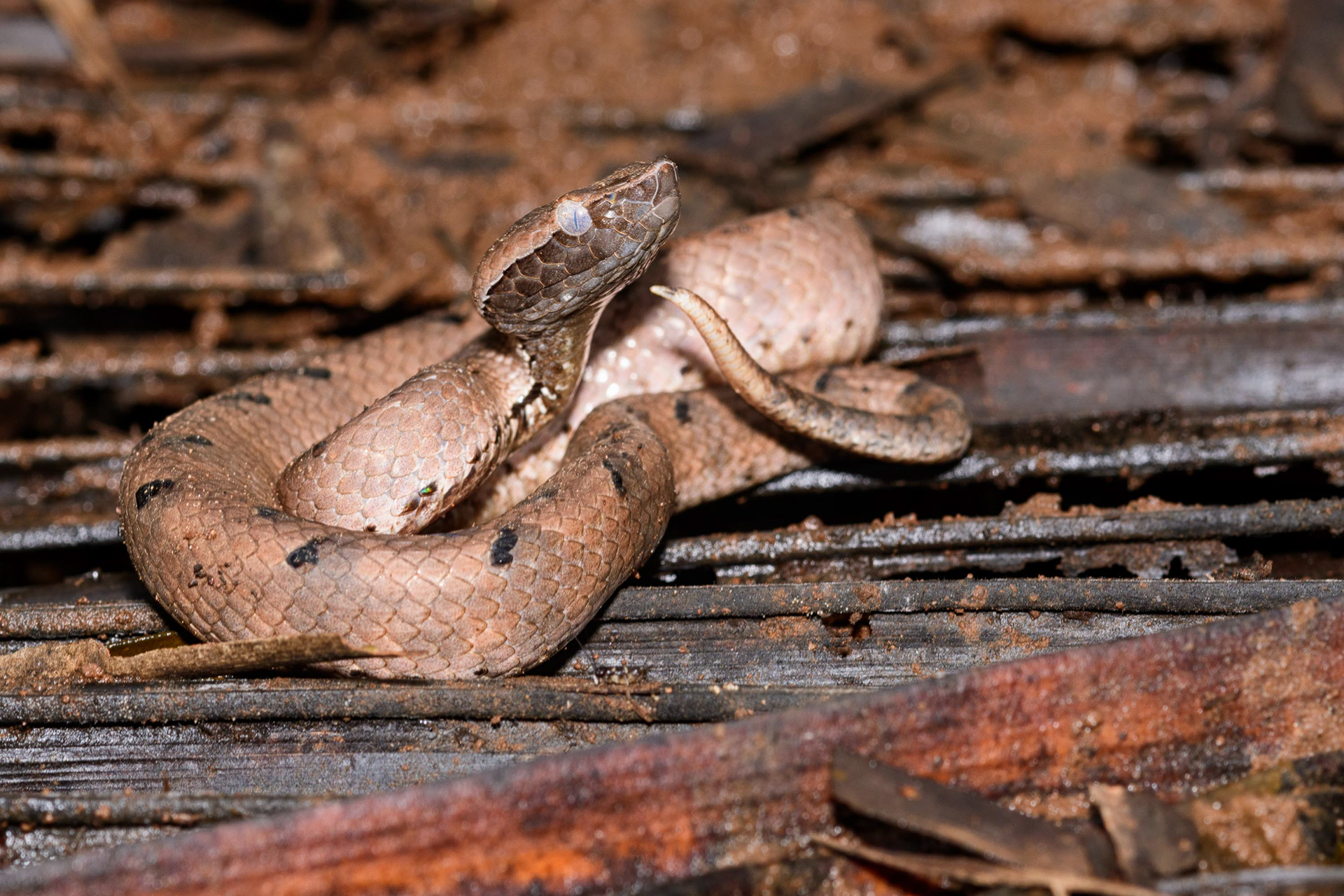 Hump-Nosed Pit Viper