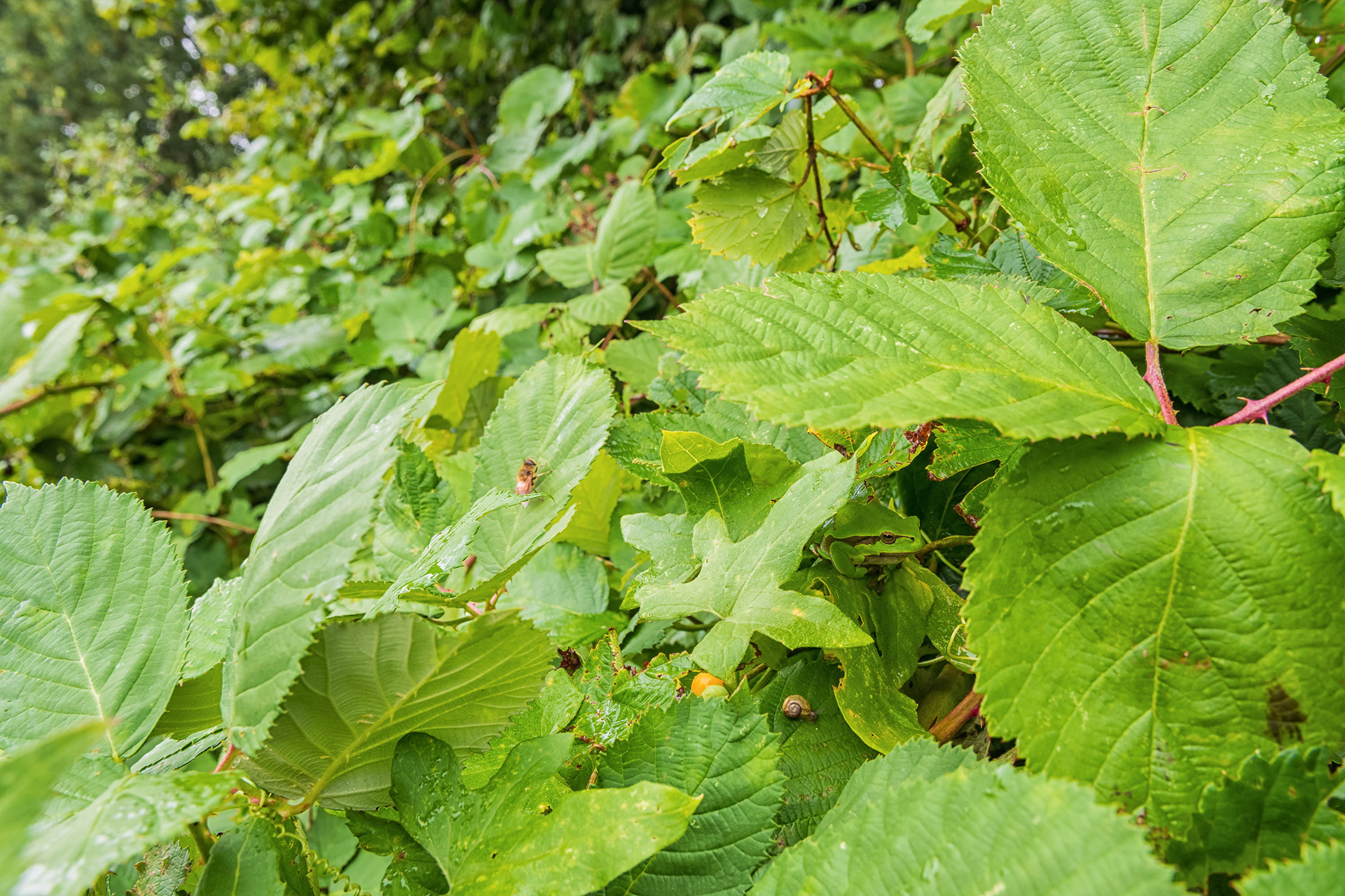 Can you spot the frog?