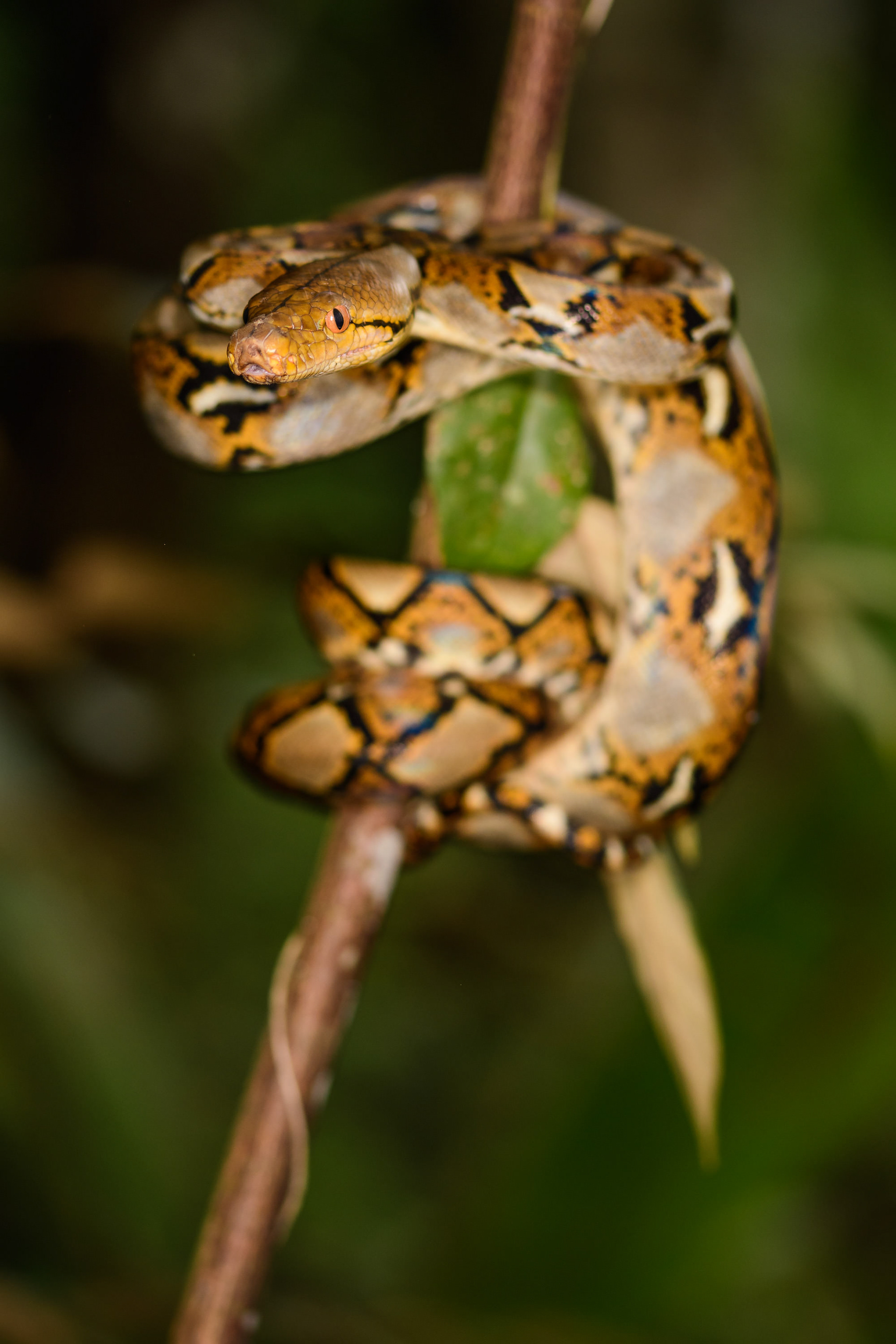 Reticulated Python