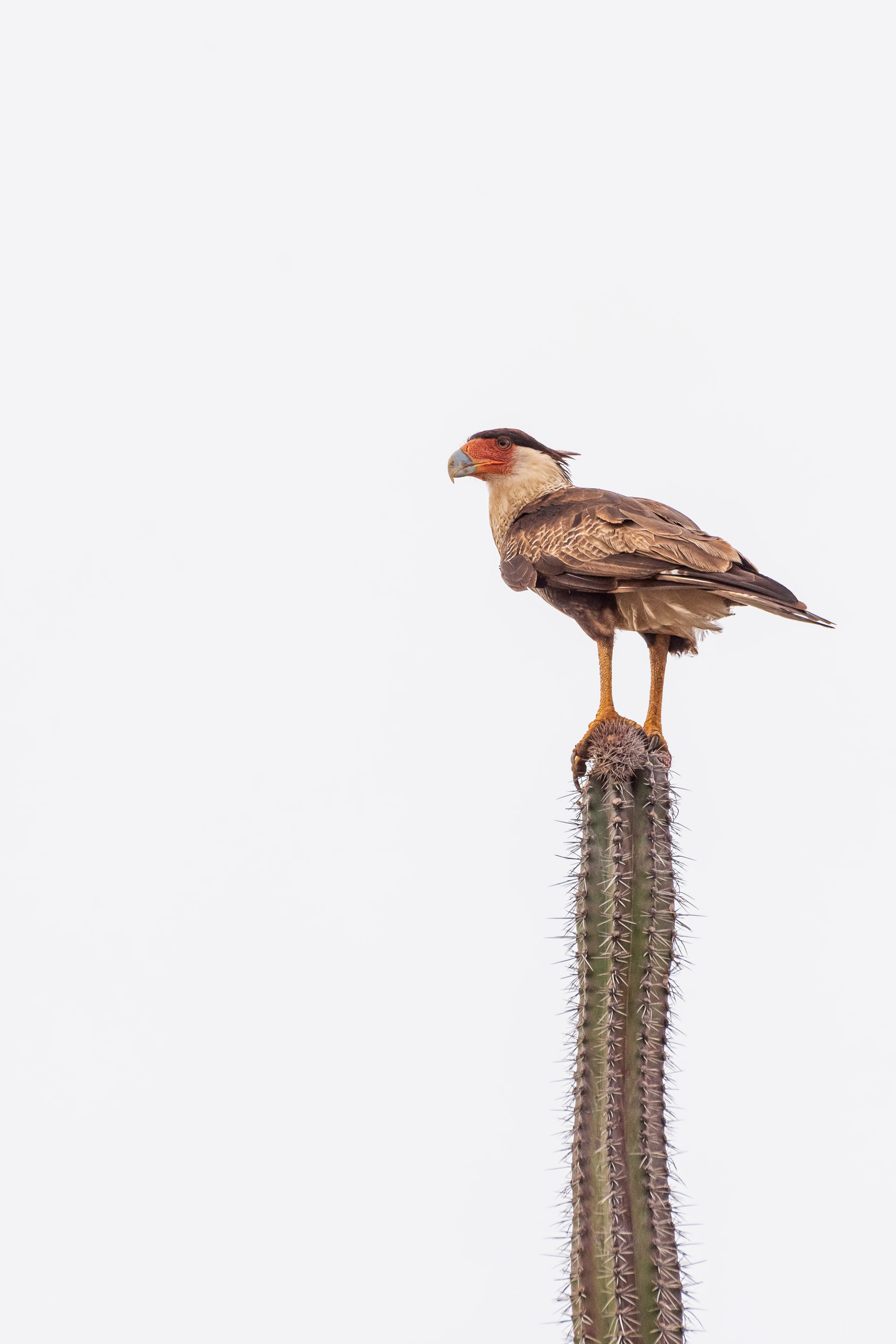Northern Crested Caracara