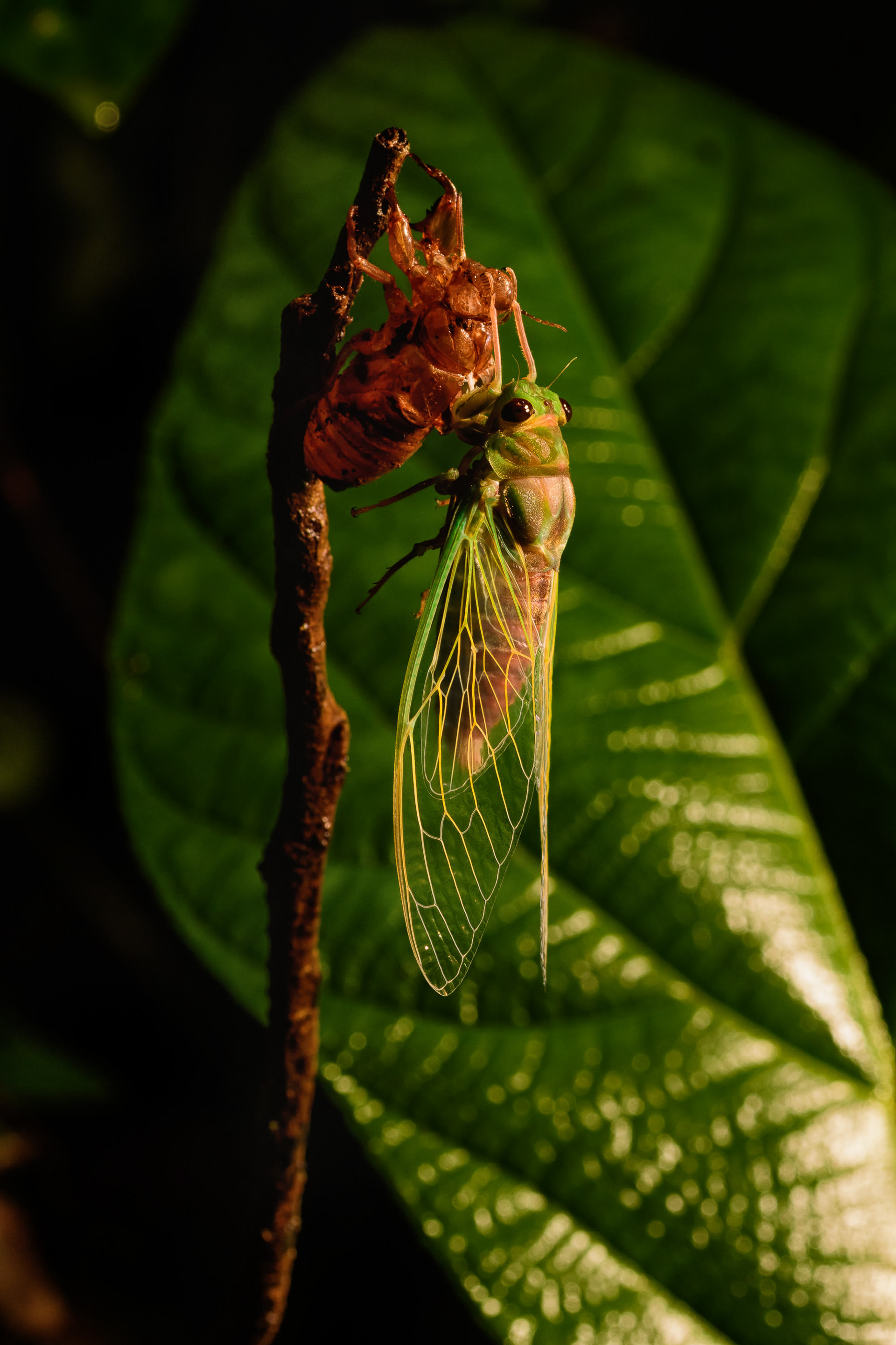 A molting Cicada