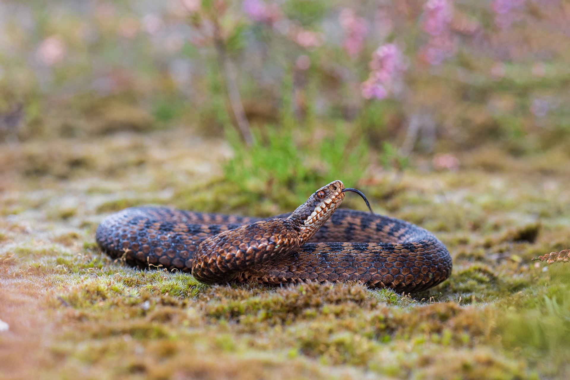 Adult femalte viper