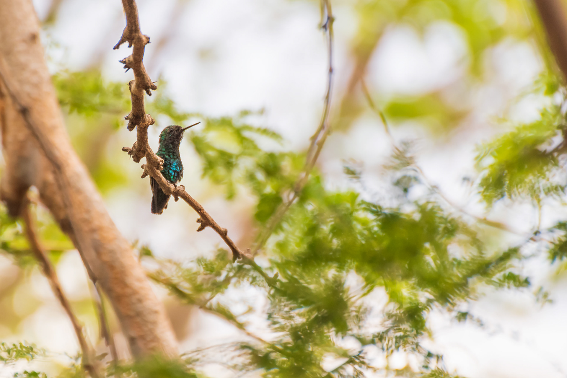Blue-Tailed Emerald