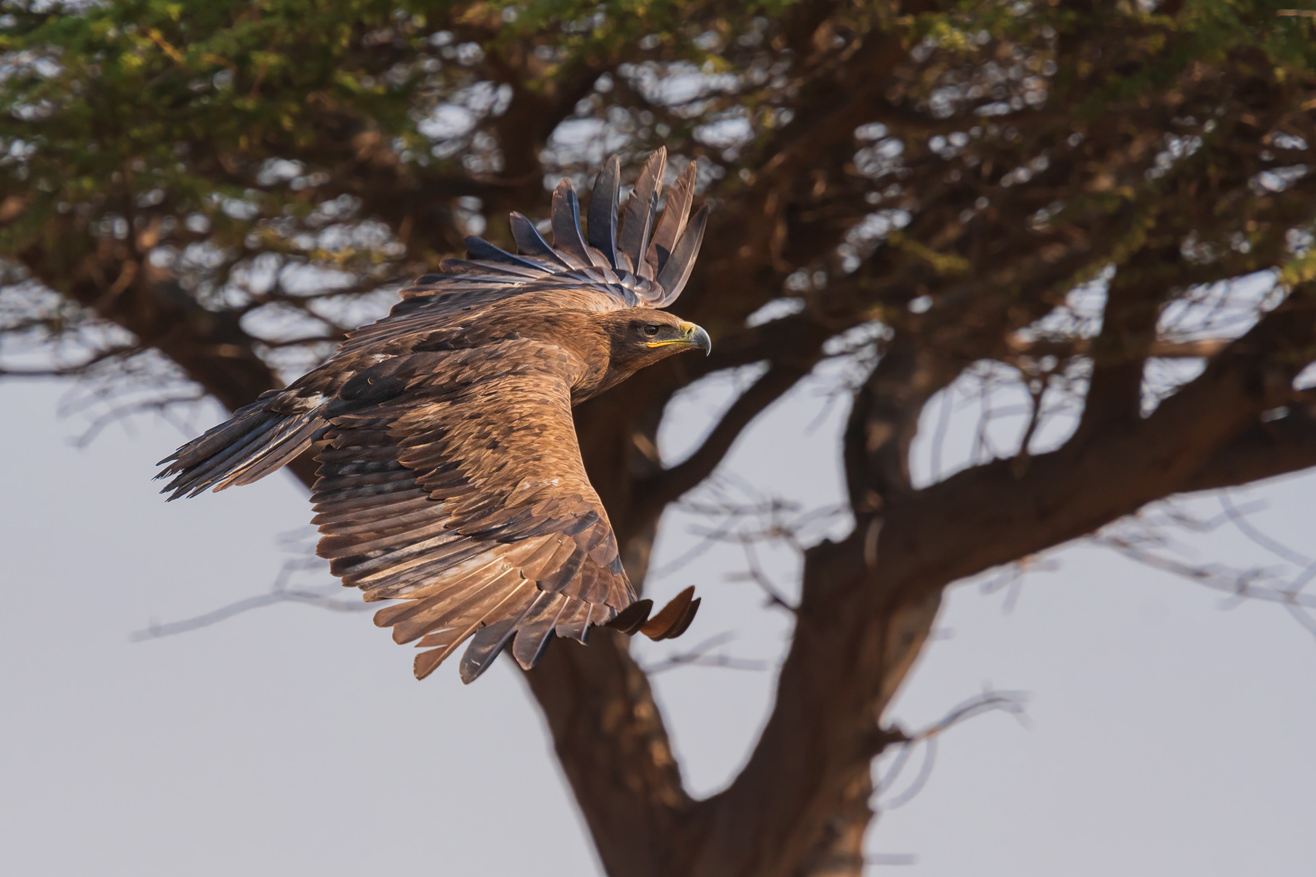 Steppe Eagle