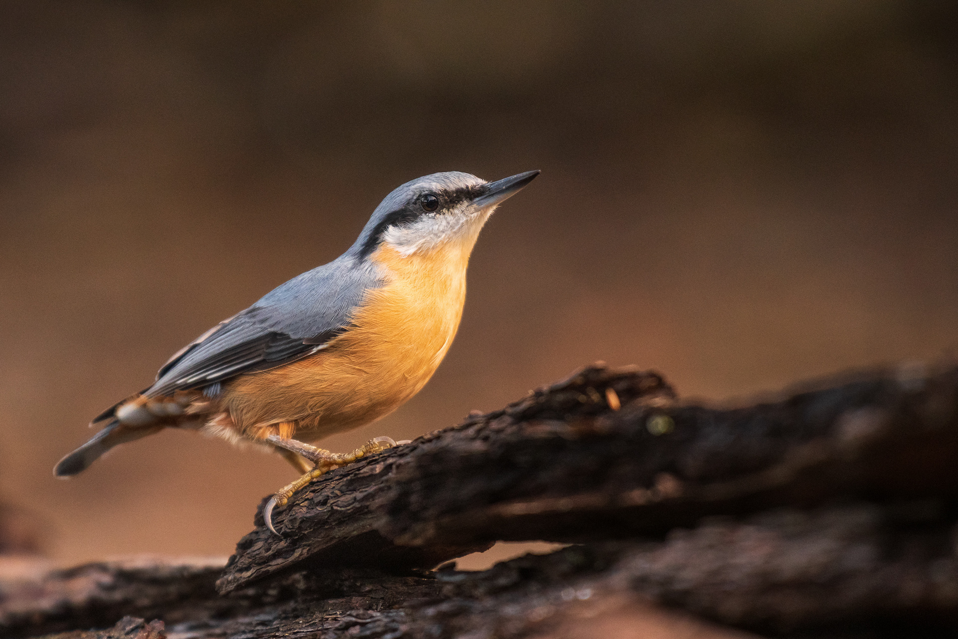 Eurasian Nuthatch