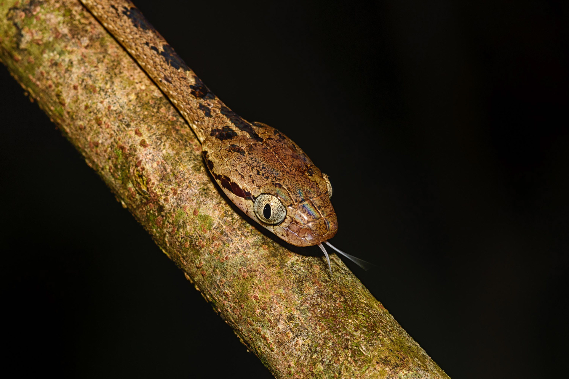 Ceylon Cat Snake