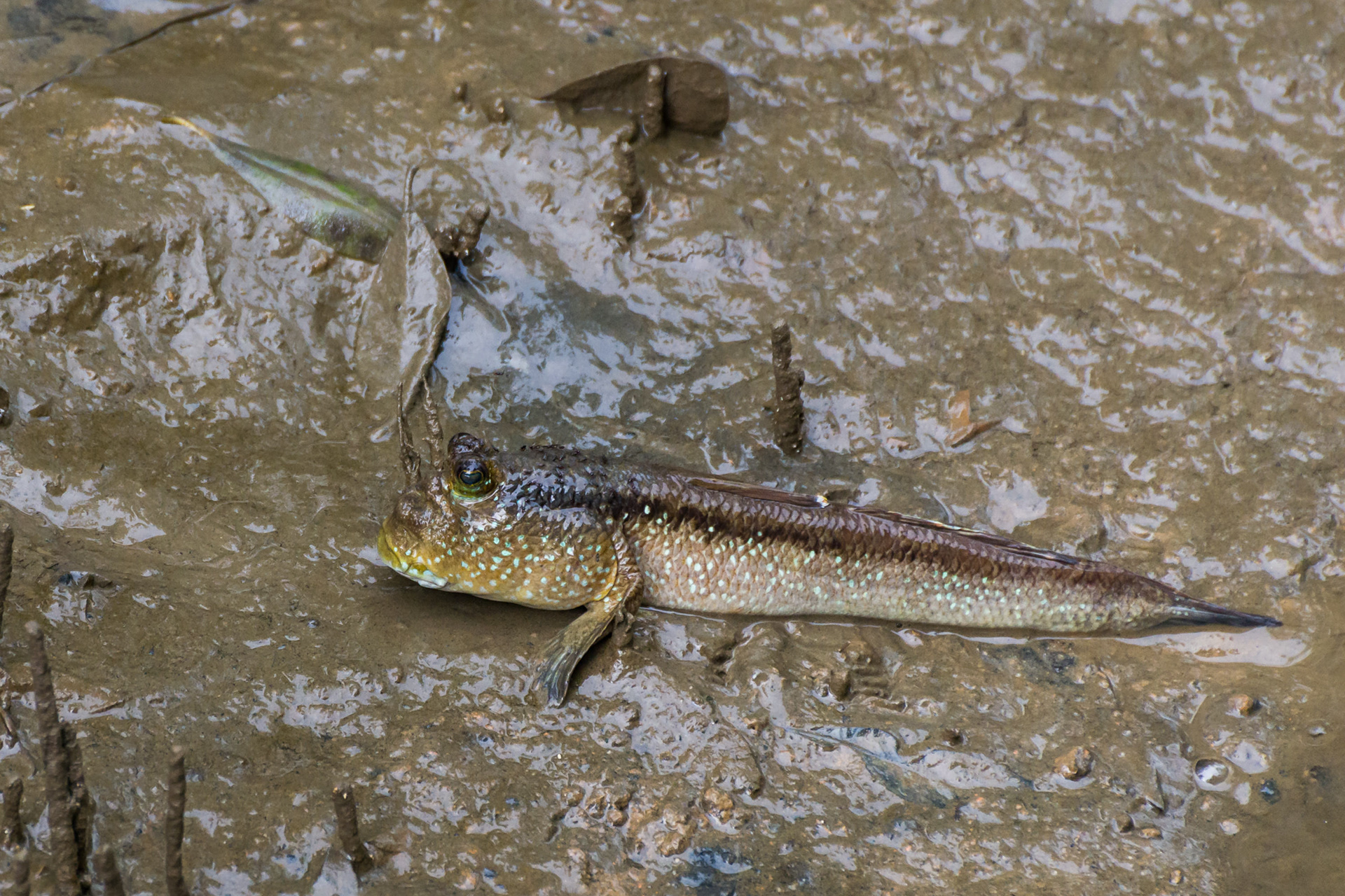 Giant mudskipper