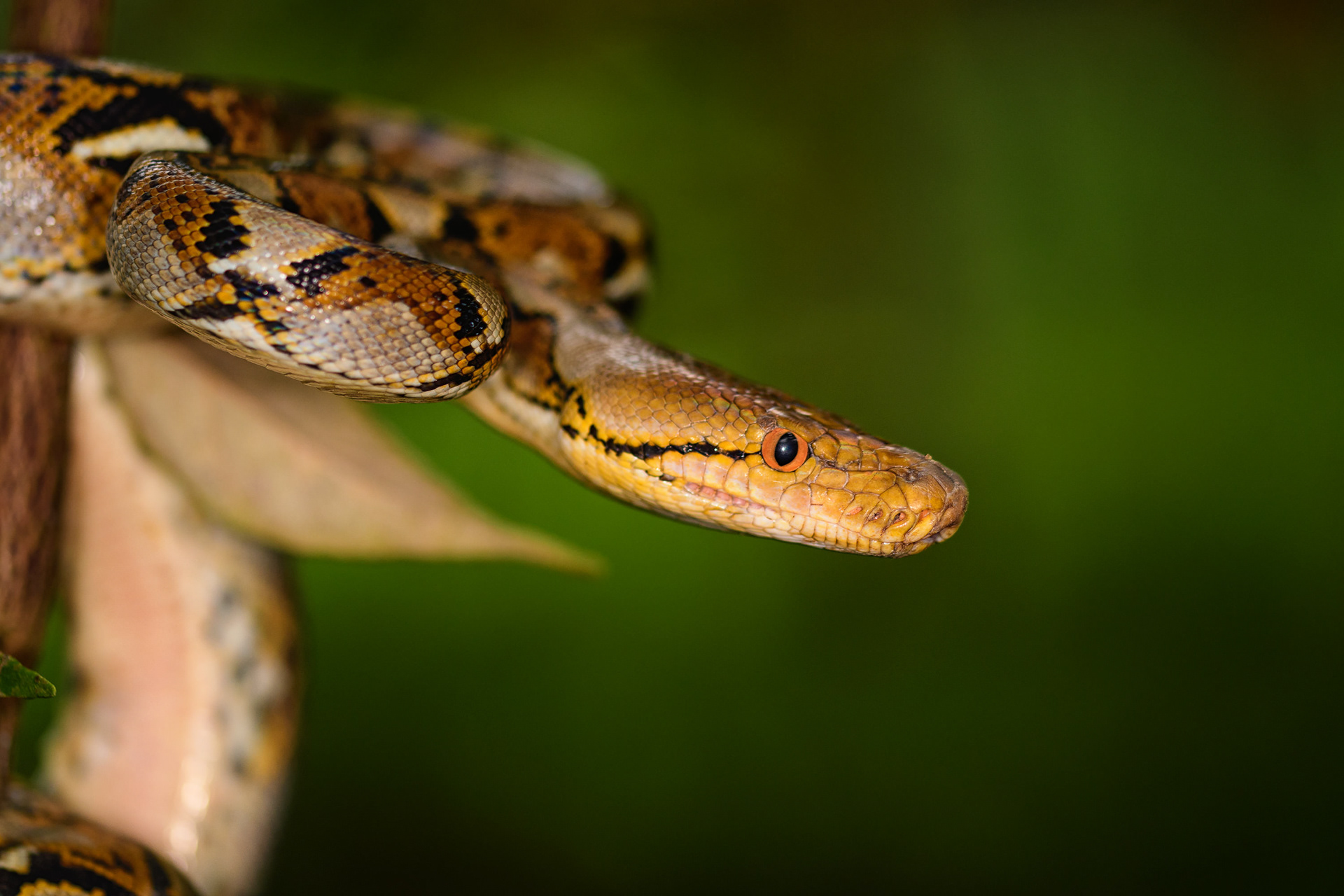 Reticulated Python