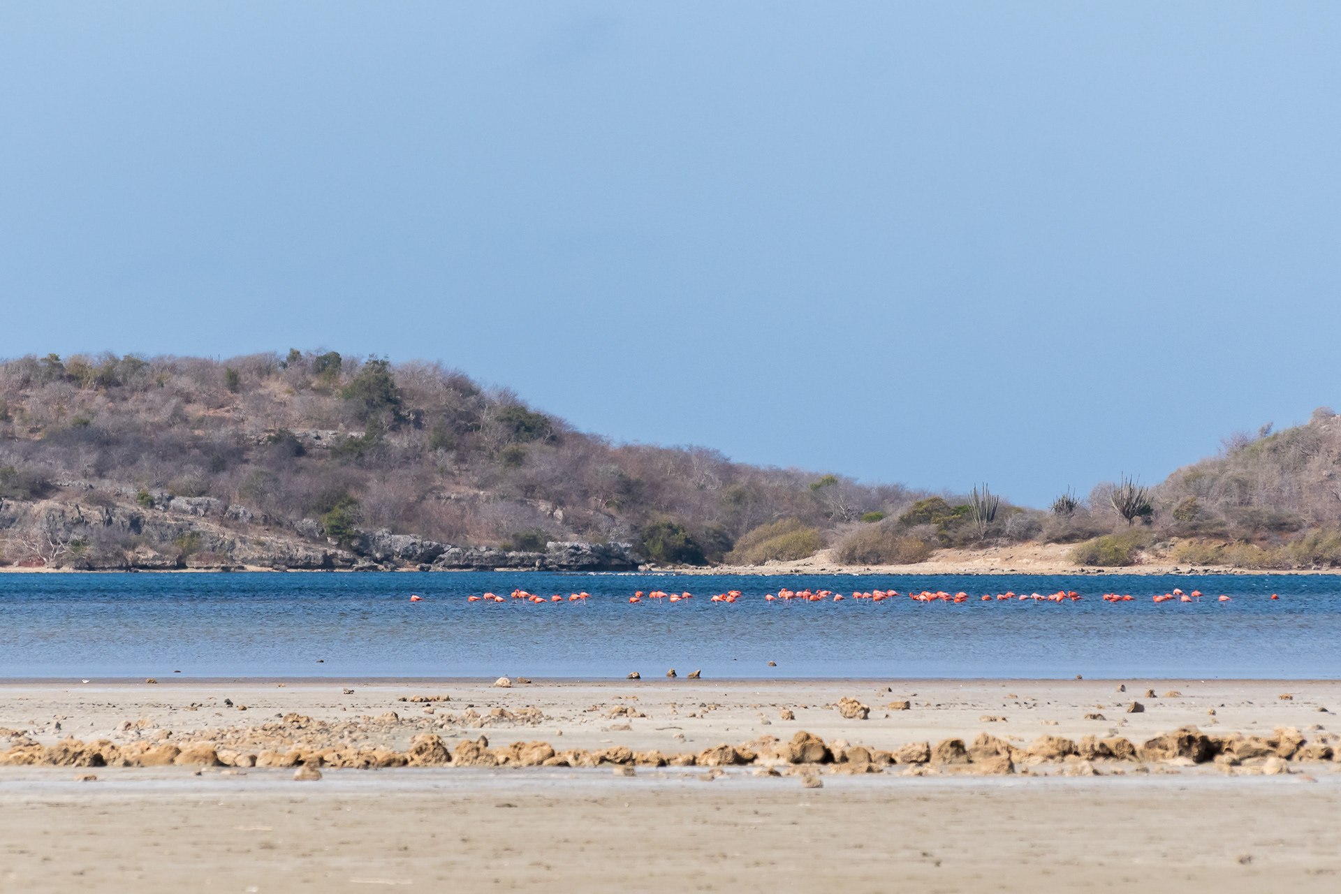 American Flamingos at the Jan Thiel salt pans
