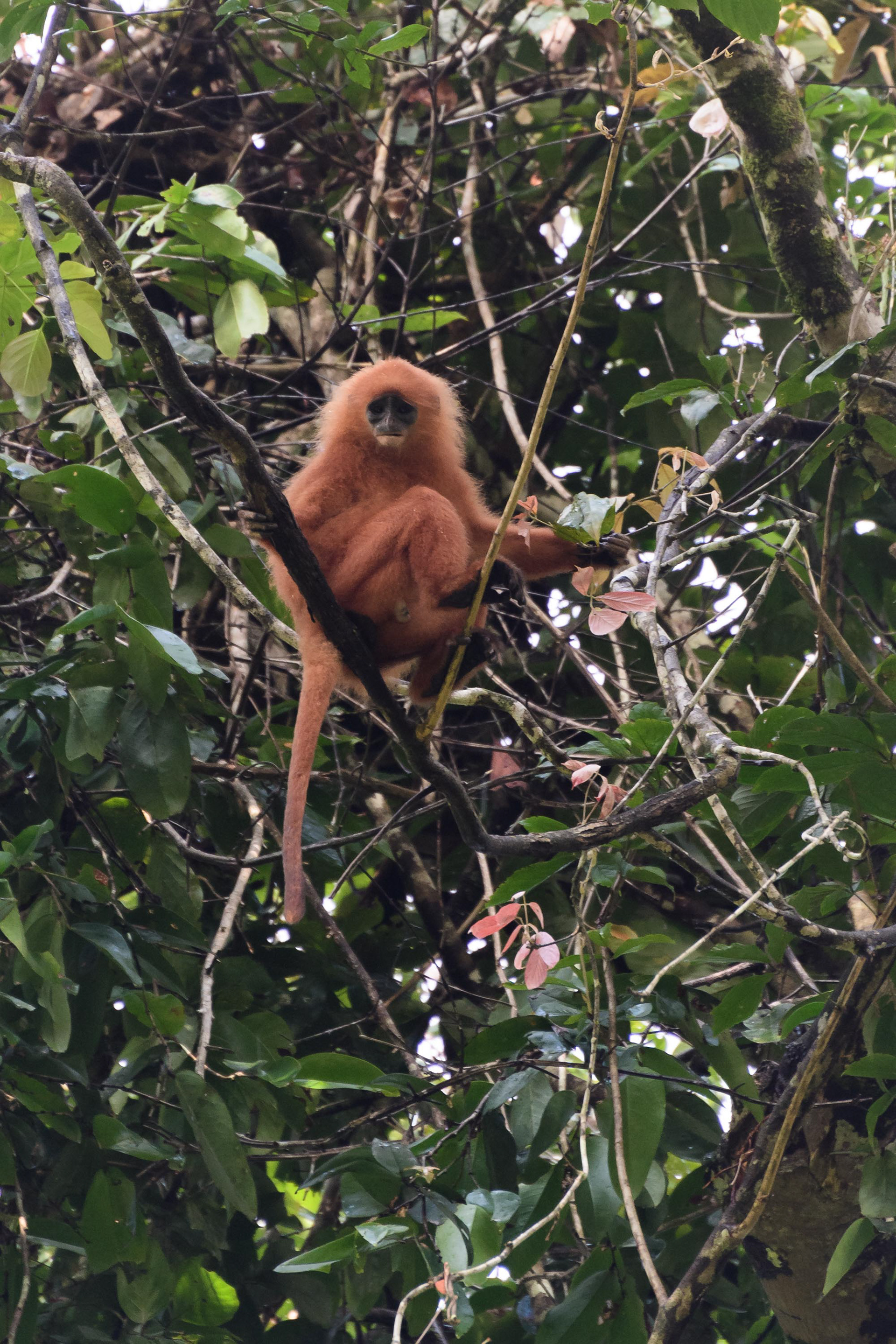 Red Leaf Monkeys