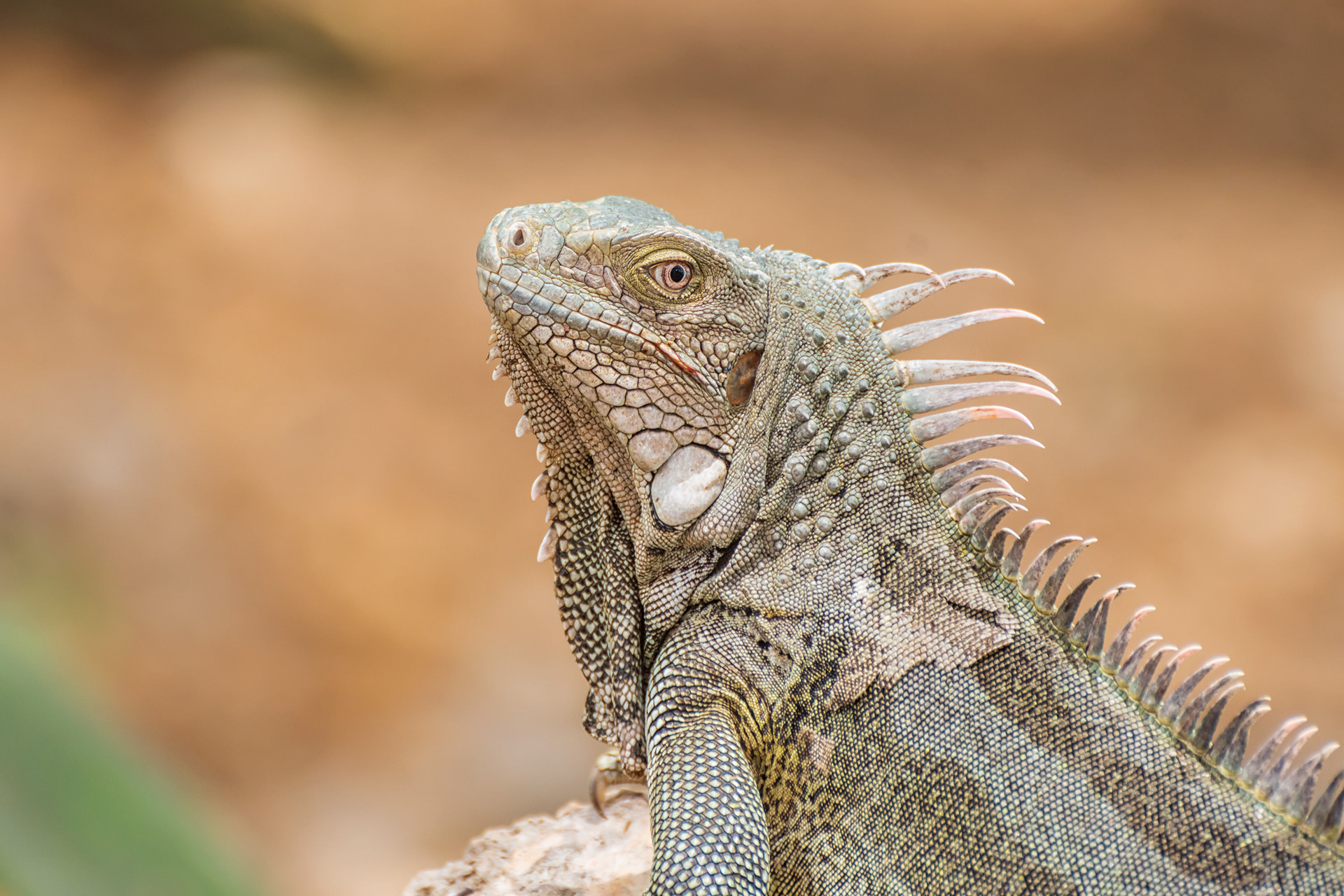 Green Iguana