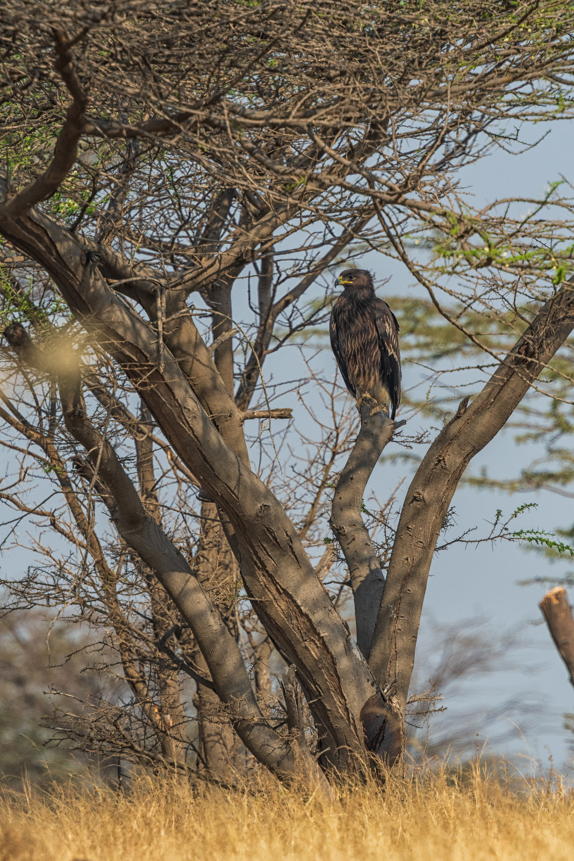 Steppe Eagle